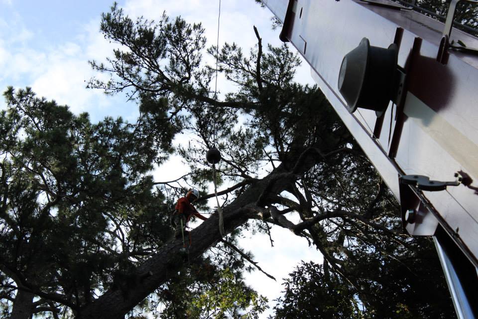 Atlanta Tree Removal Experts | Atlanta GA