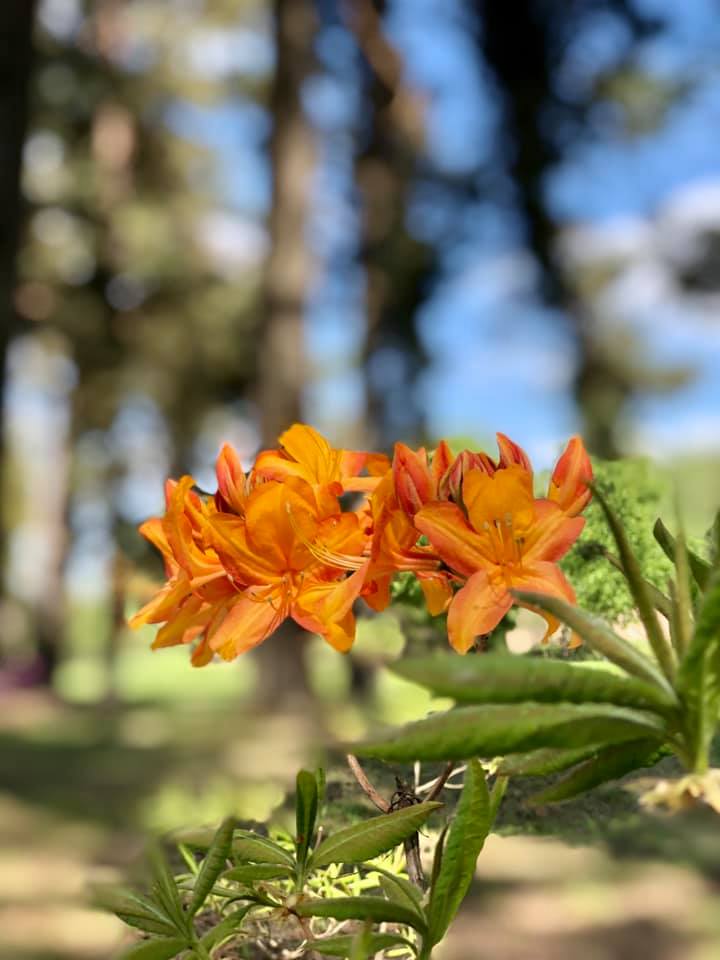 🤗 Stendē sācis ziedēt rododendru... - Talsu novada pašvaldība