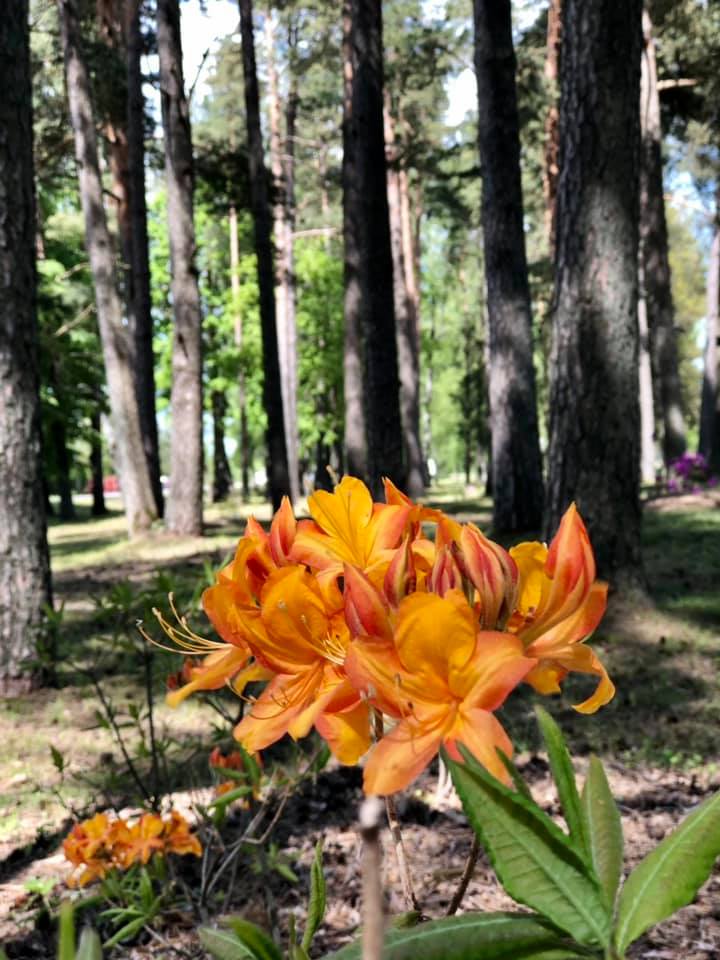 🤗 Stendē sācis ziedēt rododendru... - Talsu novada pašvaldība