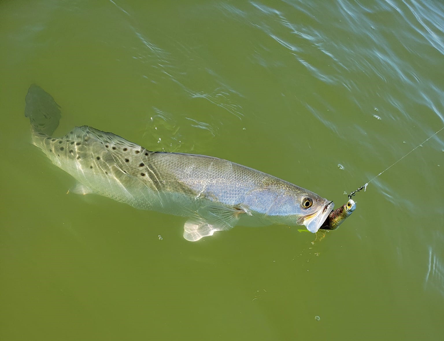 best lures for gator trout Shop Fishing Gear Online whether you prefer trolling or spin fishing How To Catch Speckled Trout