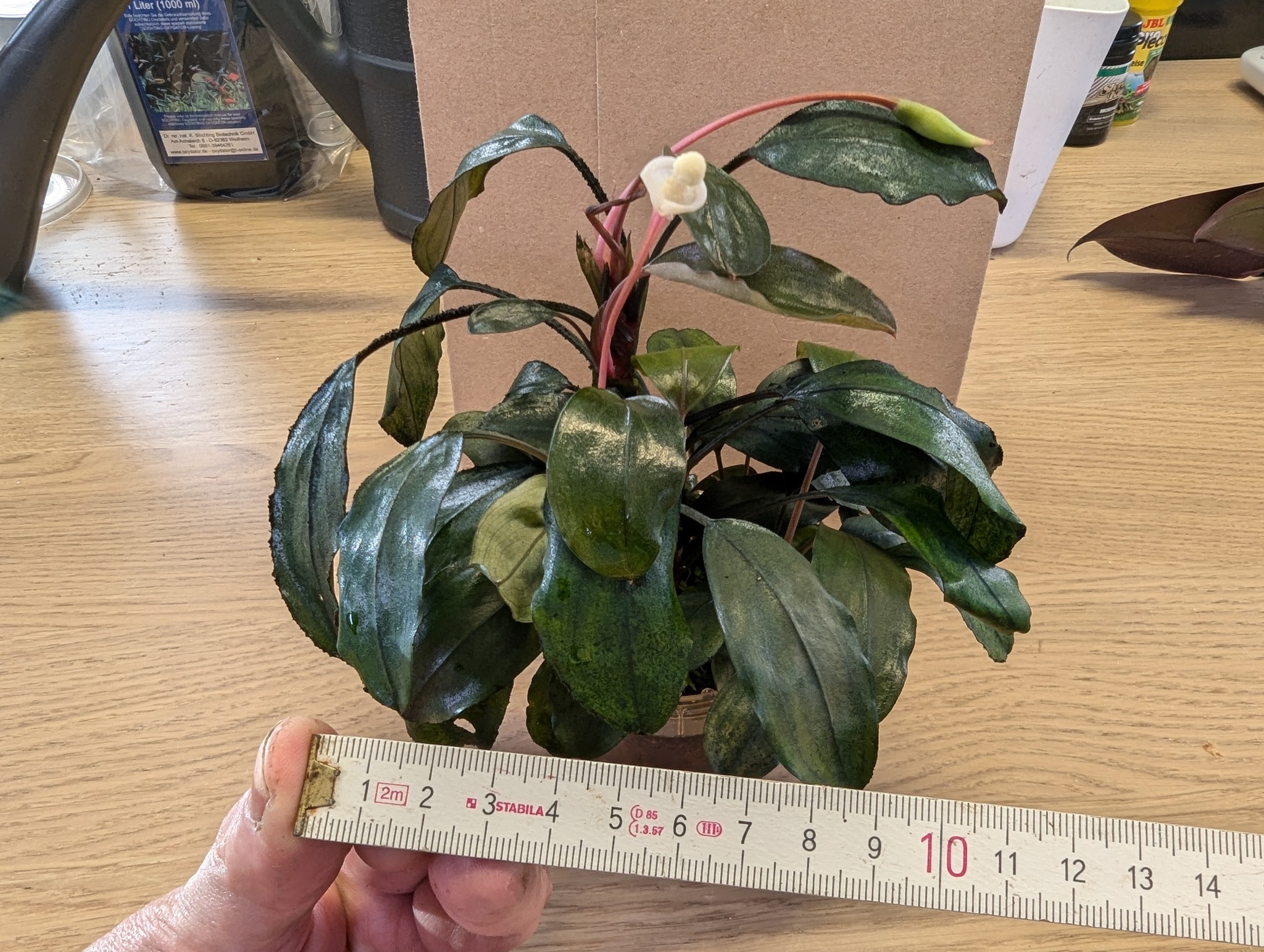 What is the species of Bucephalandra 'Melawi Fine Edge'?