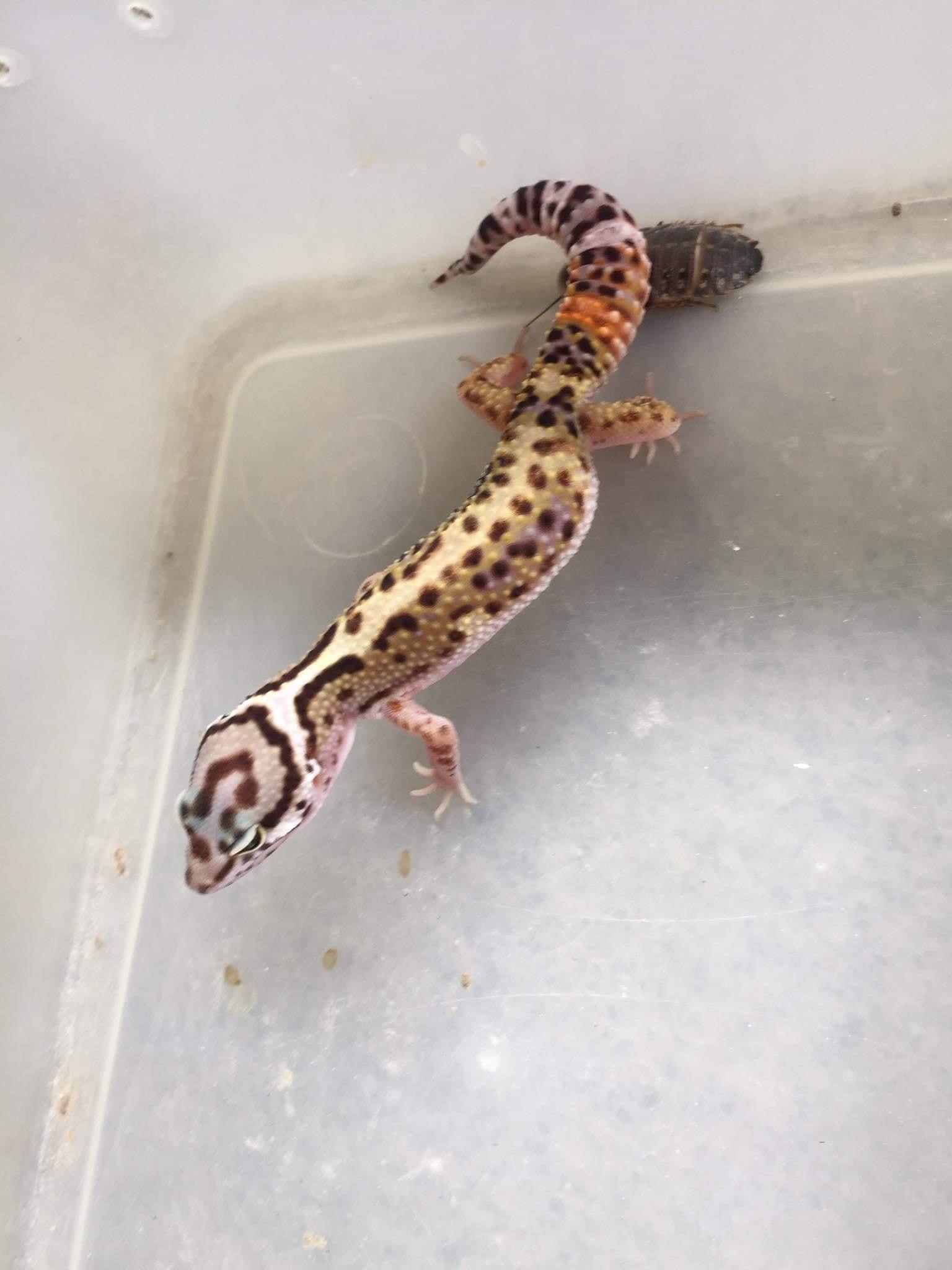 Imagine:gecko