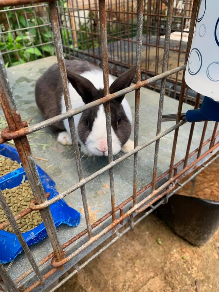 New additions to our family. Jon... - Lower Alabama Rabbits