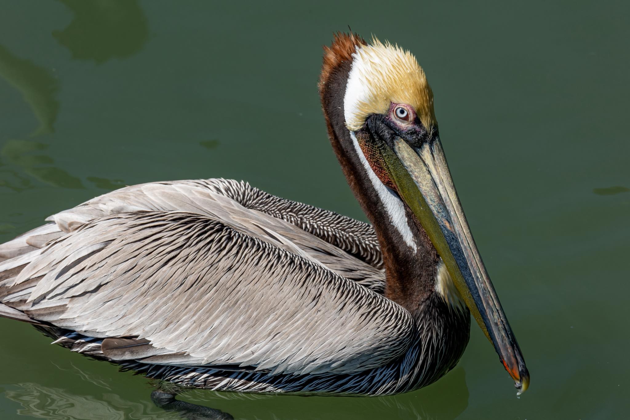 What colors are on a brown pelican?