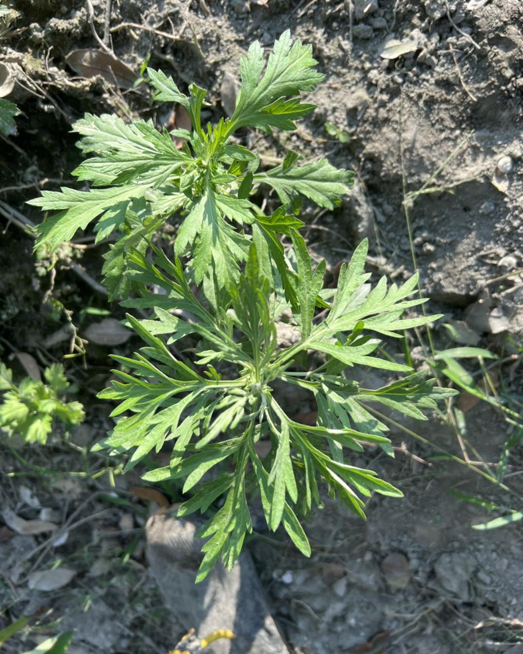 珍艾農場 - 這裡剛好有一張照片裡面有兩棵艾草，上面那棵的品種是五月艾，下面這一棵名字比較特殊，只有單一個字 艾...