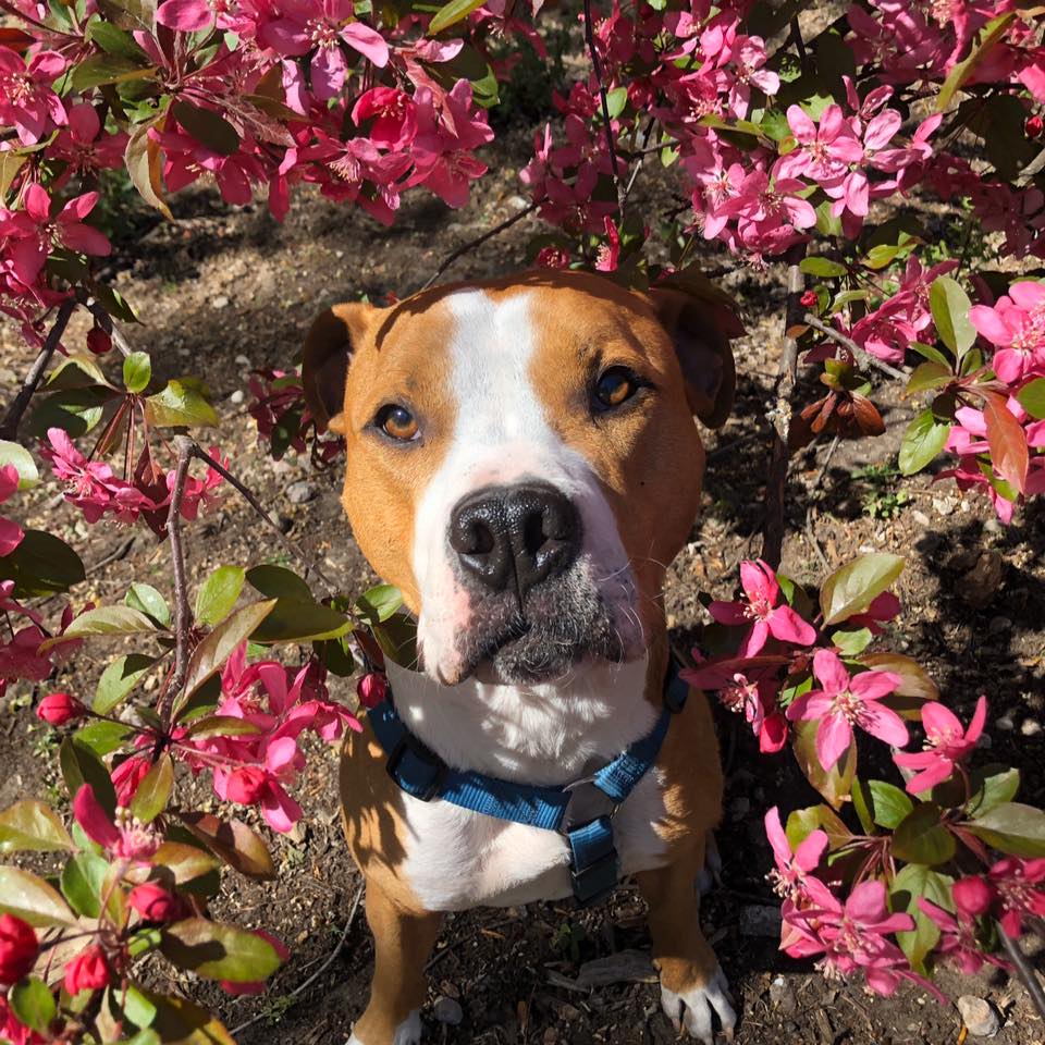 Amstaff riesen Baby Sam - Home | Facebook