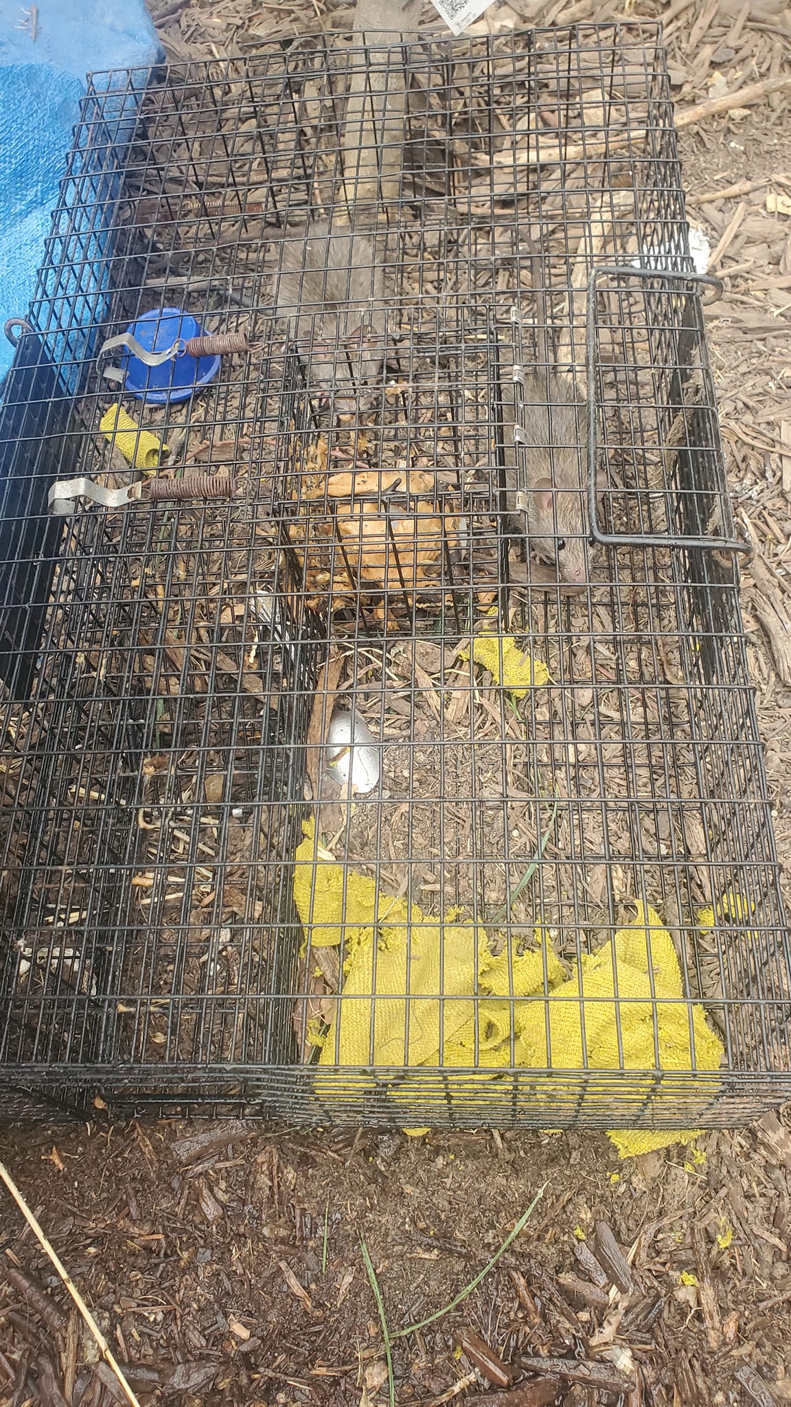 GROW A GARDEN (PHILIPPINES) | Trading my mega raccoon for 2 raccoon ...