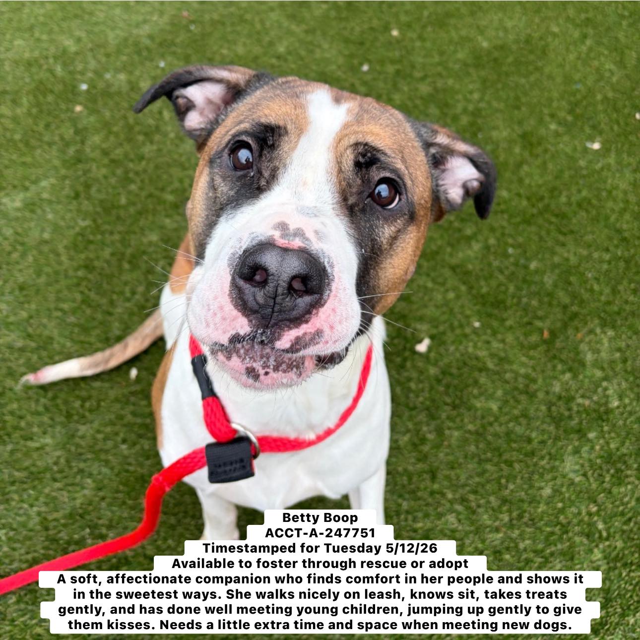 Urgent dogs at risk of euthanasia in Philadelphia