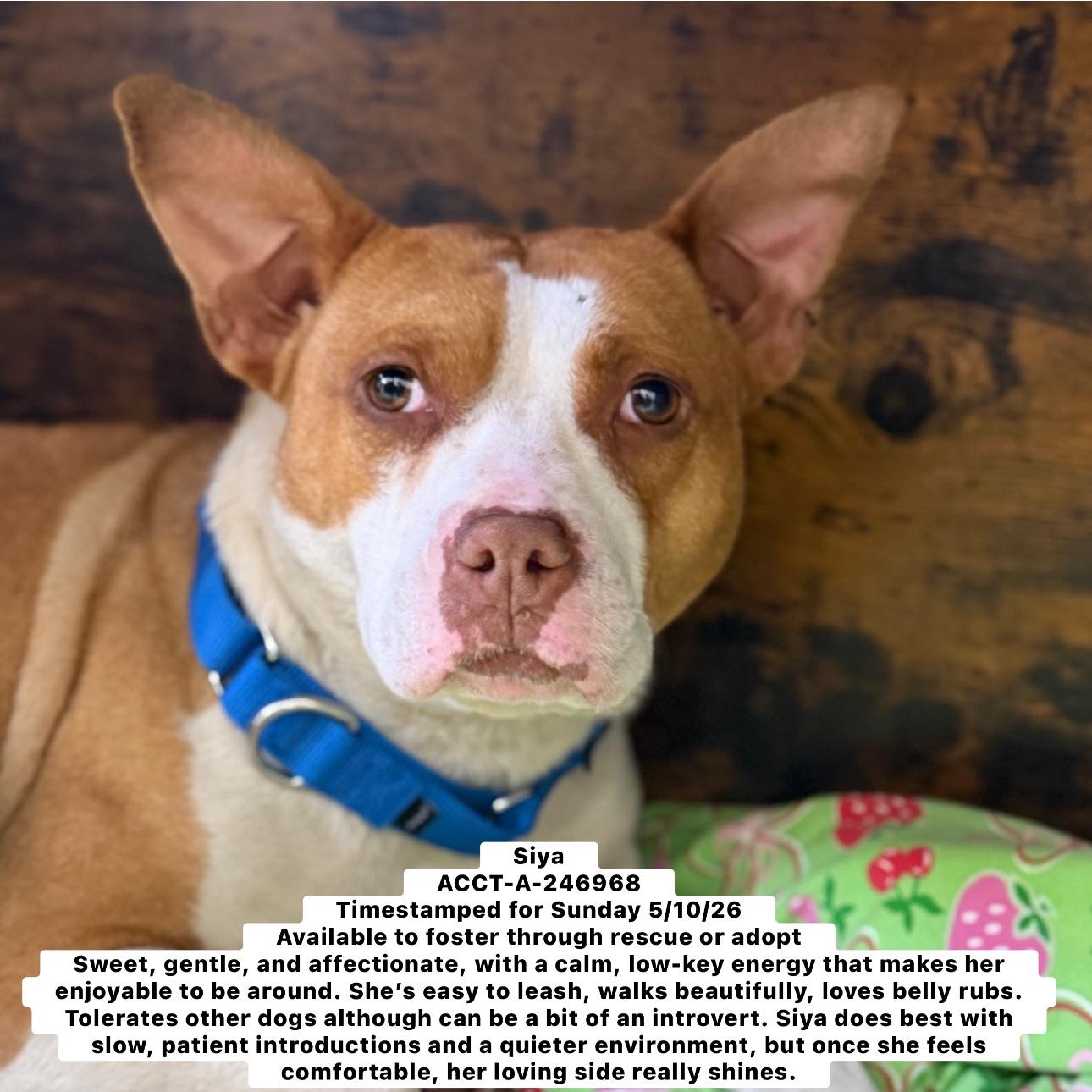 Urgent dogs at risk of euthanasia in Philadelphia