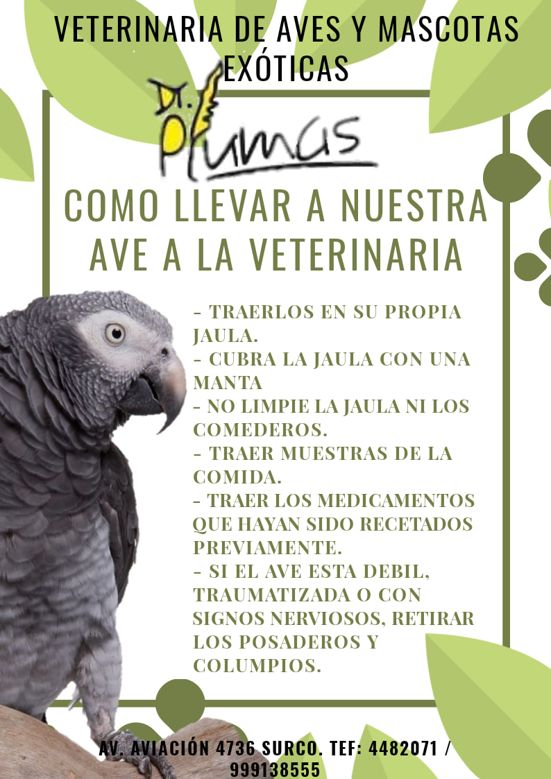 Ave exótica siendo desparasitada por un veterinario
