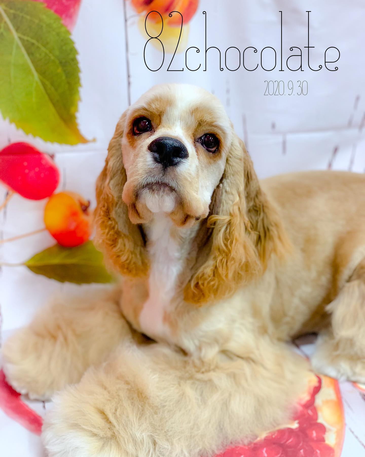 アメリカンコッカースパニエル 犬のトリミング Dogsalonchocolate 川崎市多摩区宿河原久地 Facebook