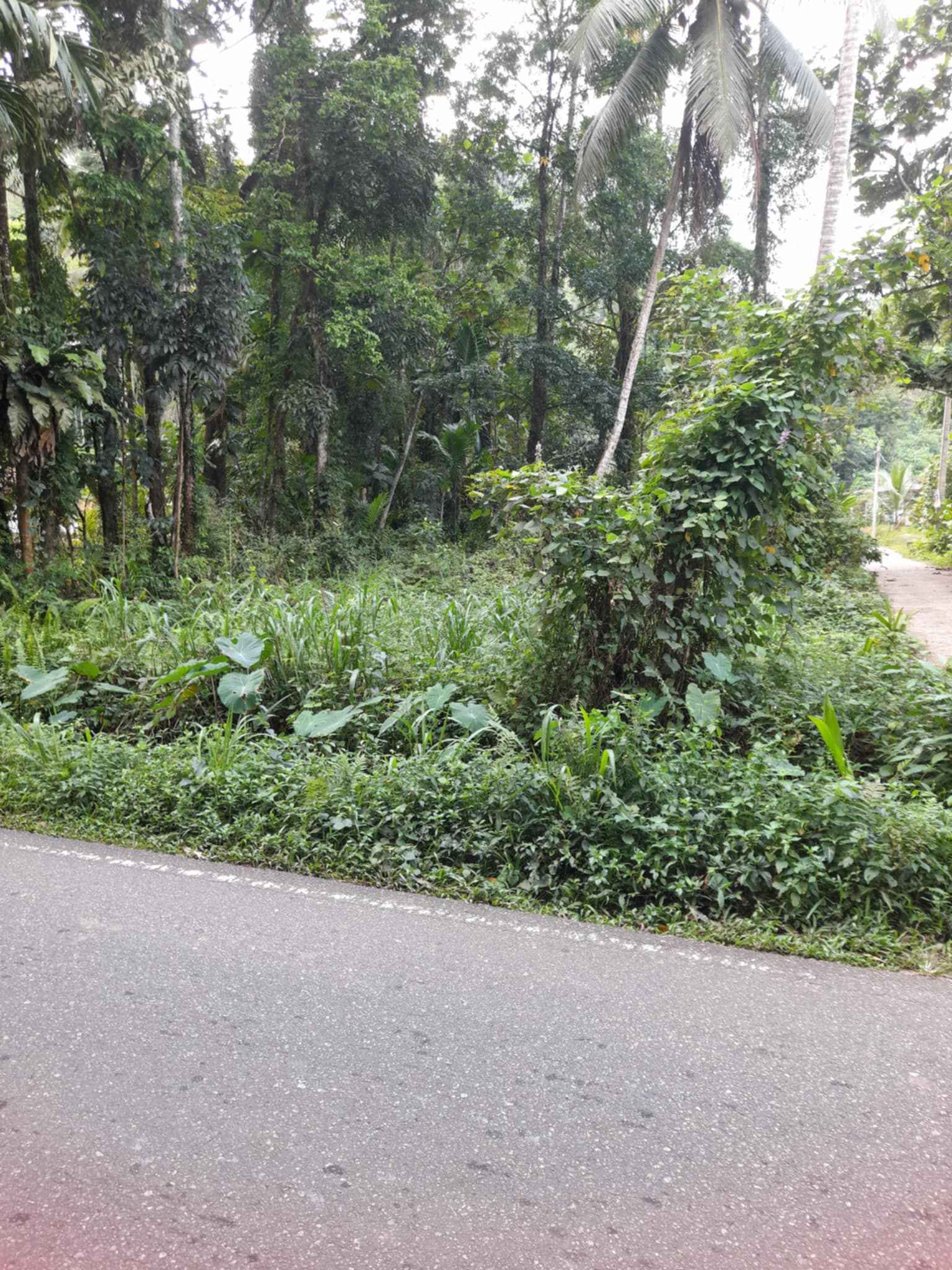 Land for sale face to 428 walallawita mathugama bus route Maddegama ...