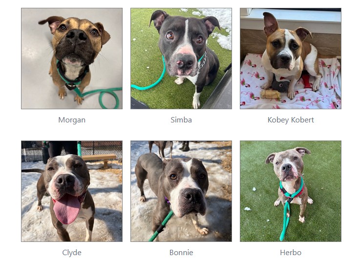 Dogs at risk of euthanasia in Philadelphia, PA shelter