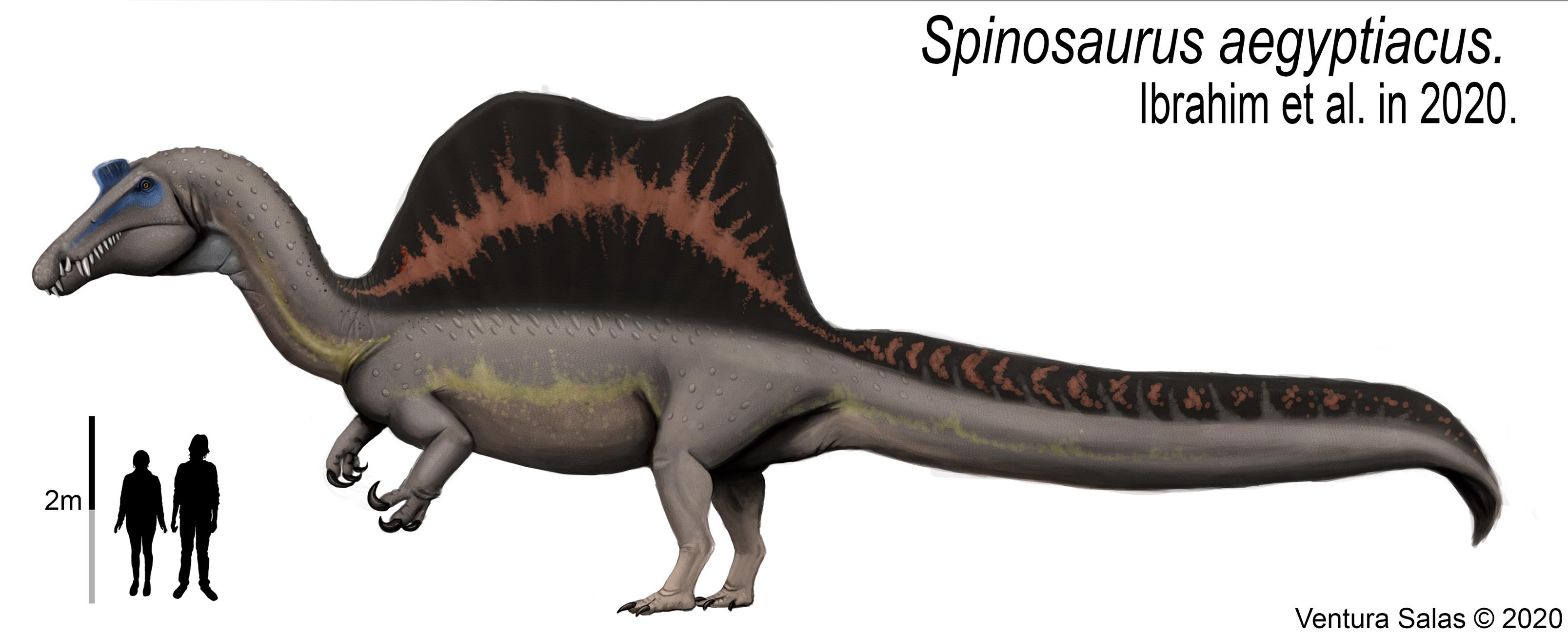 Spinosaurus aegyptiacus. 2020.... - Artwork by Ventura Salas | Facebook