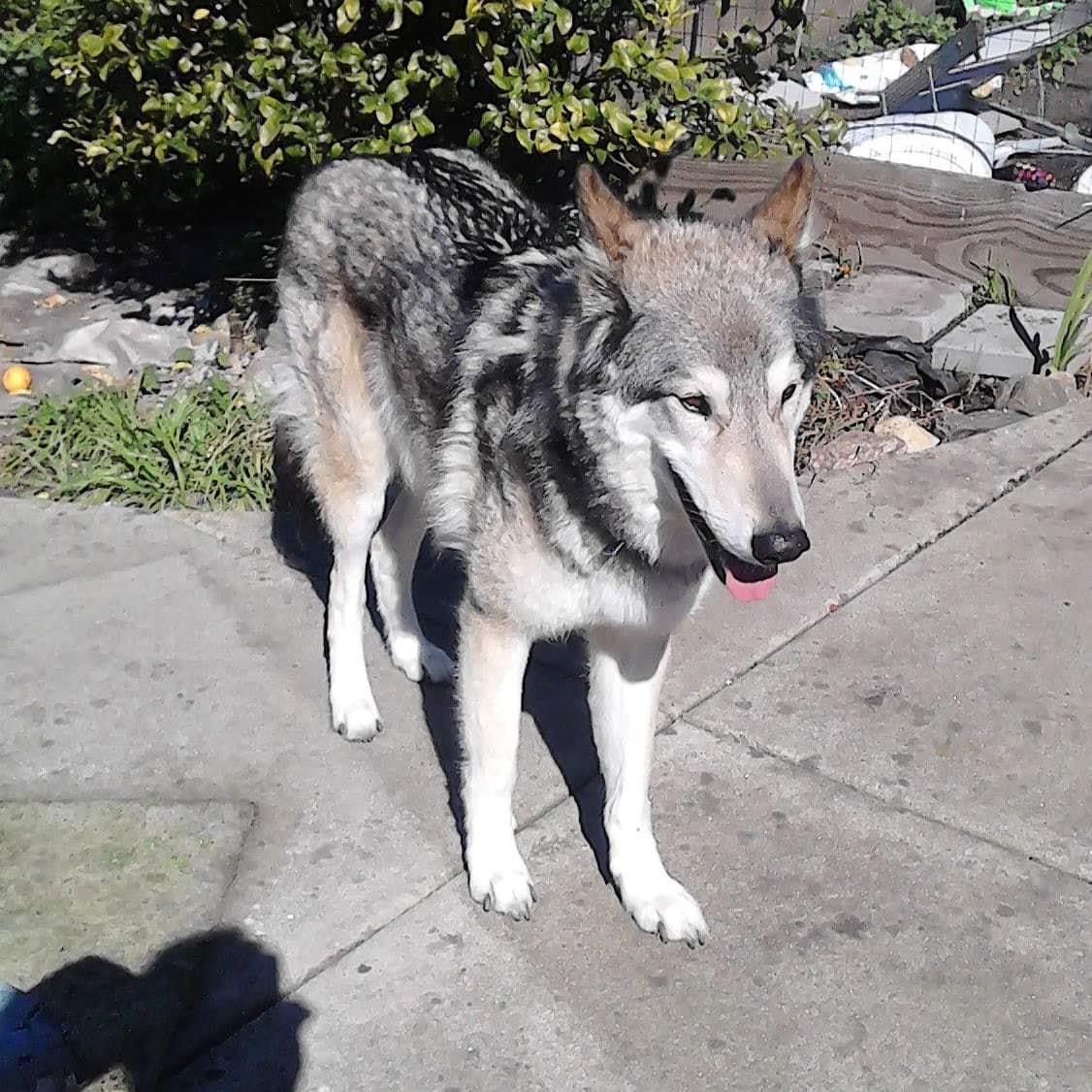 Did you know... We also train wolves... - The Canine's Voice