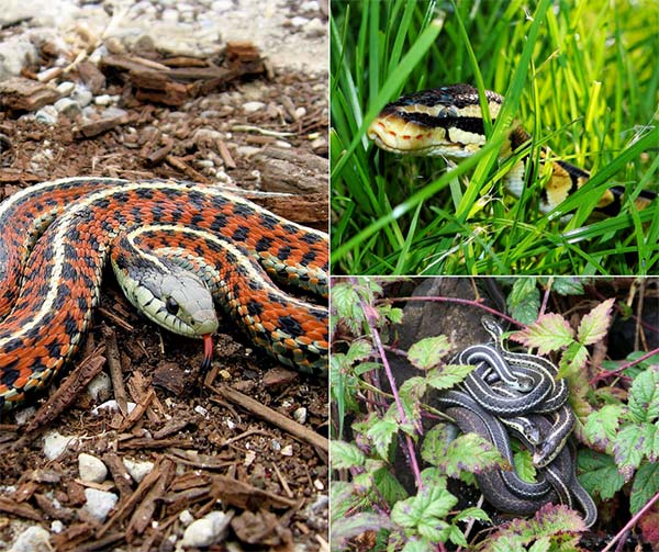 Home - 7 Ways To Keep Snakes Out of Your Home and Garden 🐍🏡🌿 Link ...