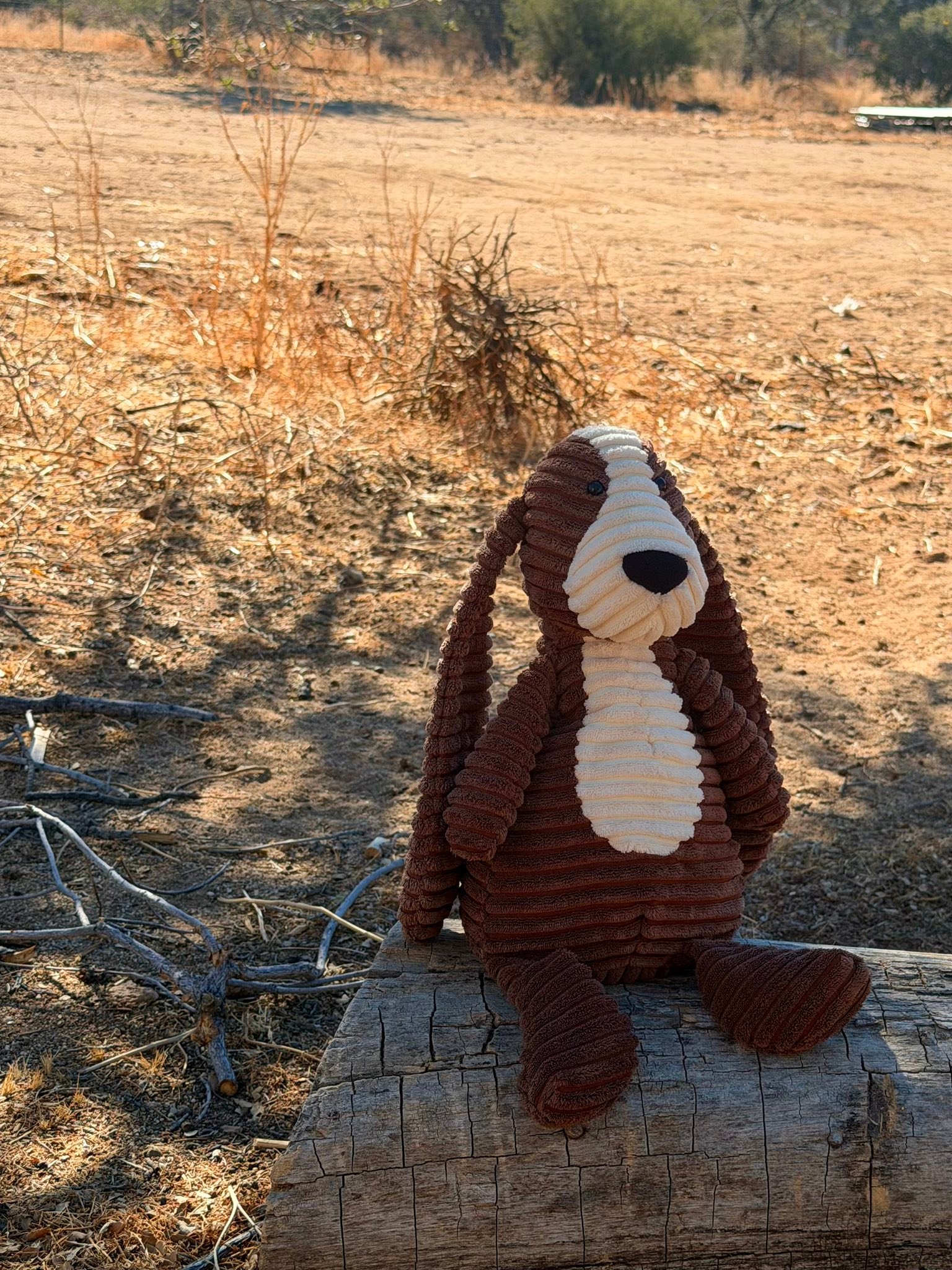Jellycat Cordy Roy hound dog collectible