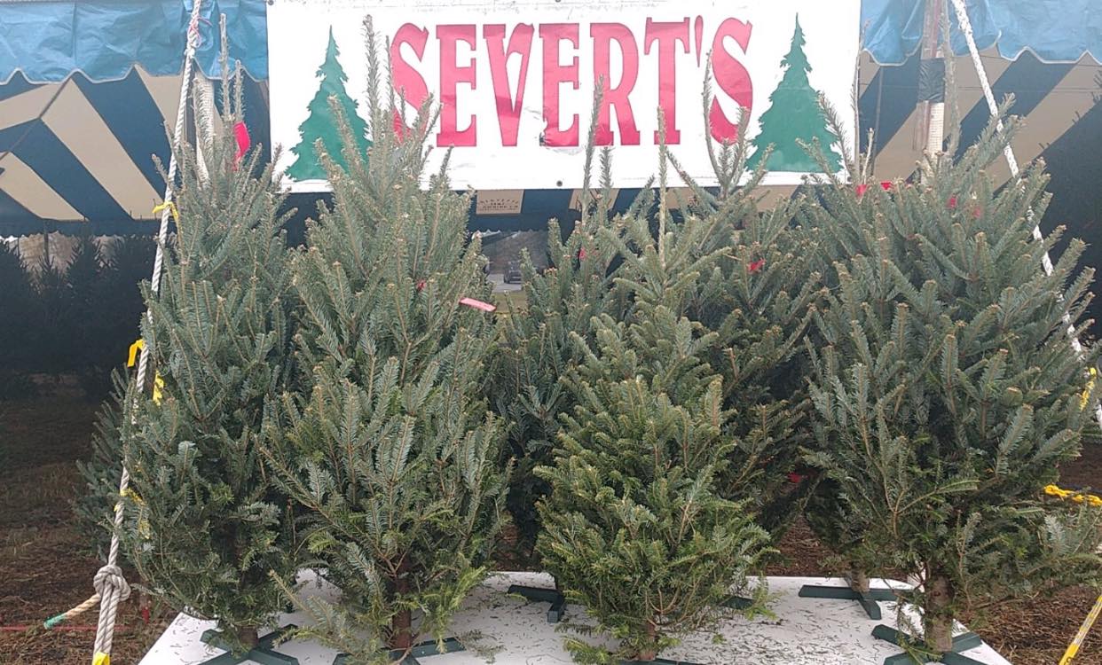 Severts Christmas Tree Farm | Gainesville FL