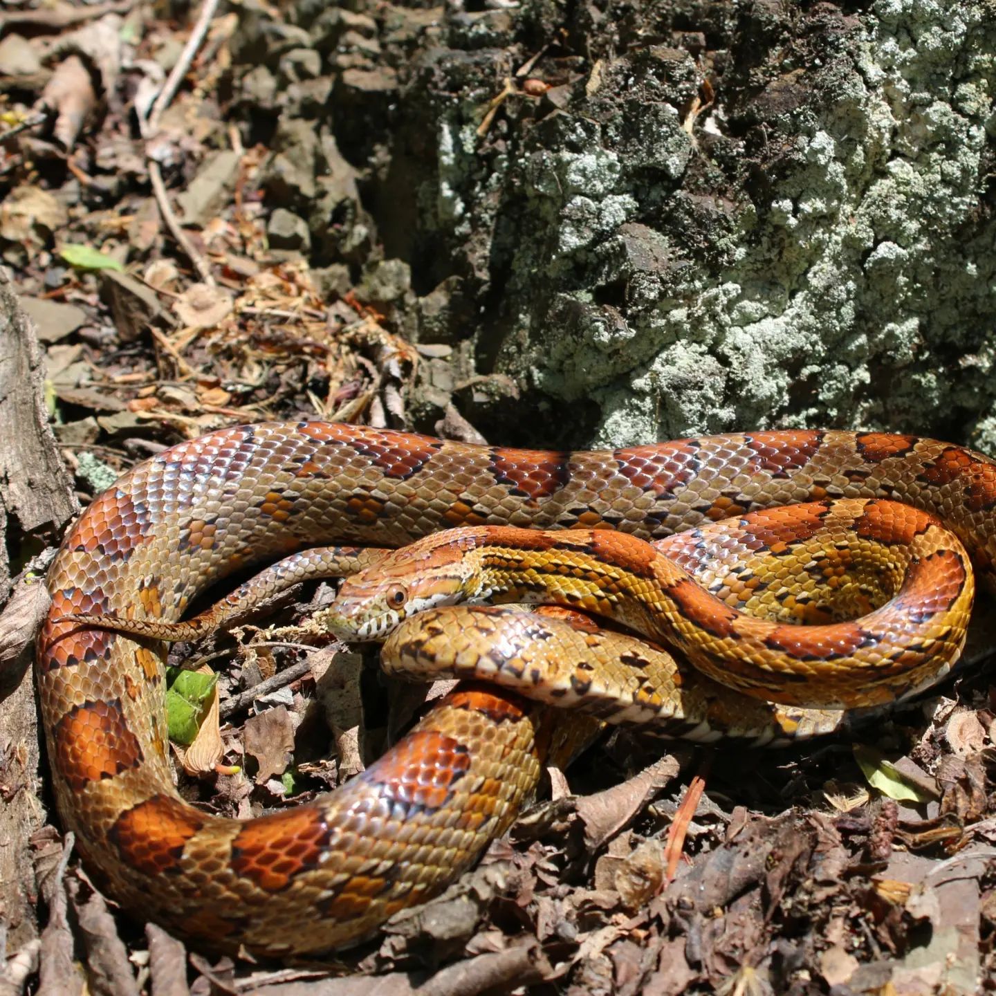Curated visual reference: Declining Demand For Common Snakes In Trade Reference: The West While A Common Sight In The Pet Trade