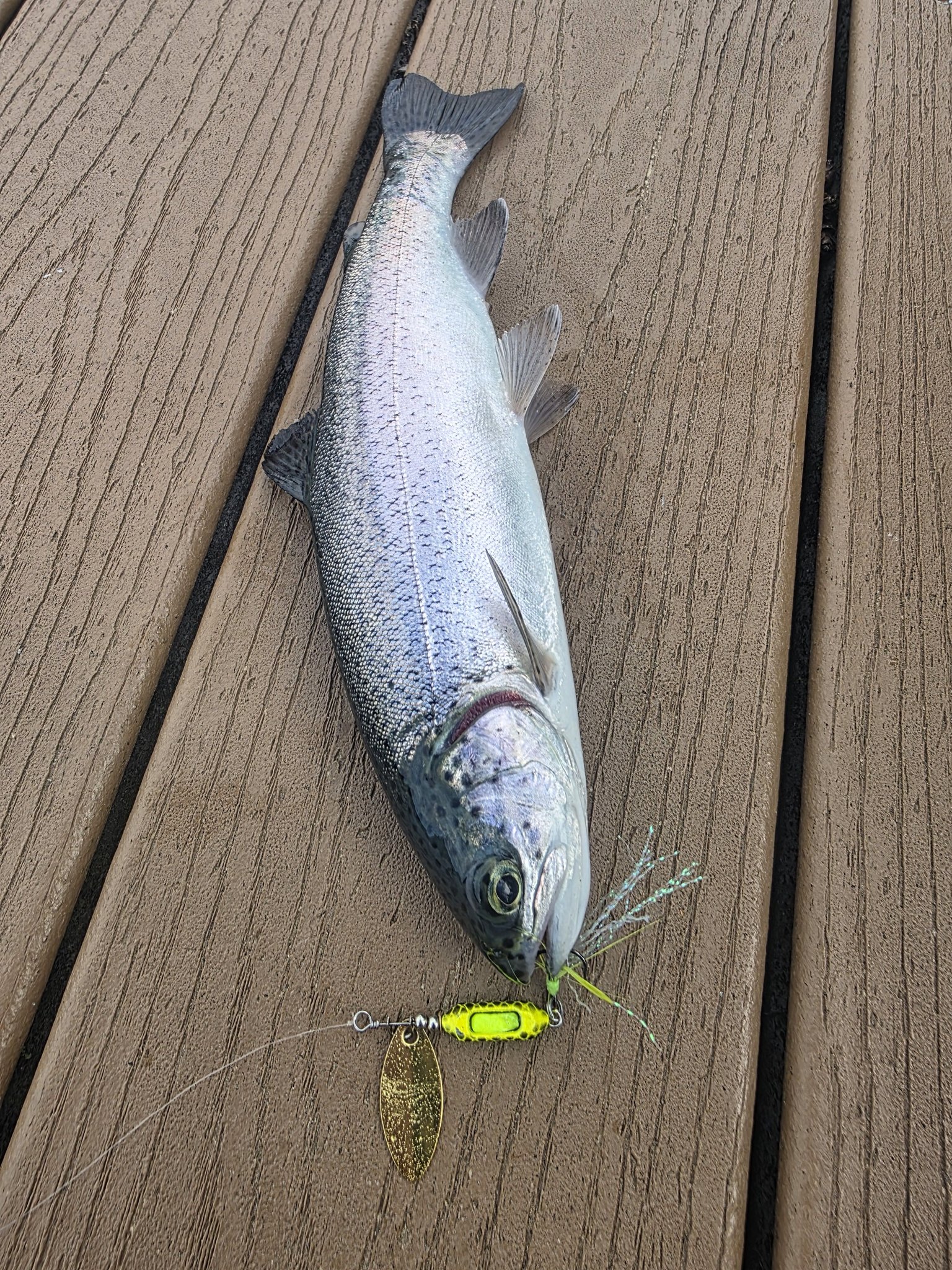 fish dough lure Rider Baby Rainbow / 1/4 oz Berkley scientists have spent over 25 years perfecting an irresistible scent and flavour Berkley Gulp! Trout Dough -