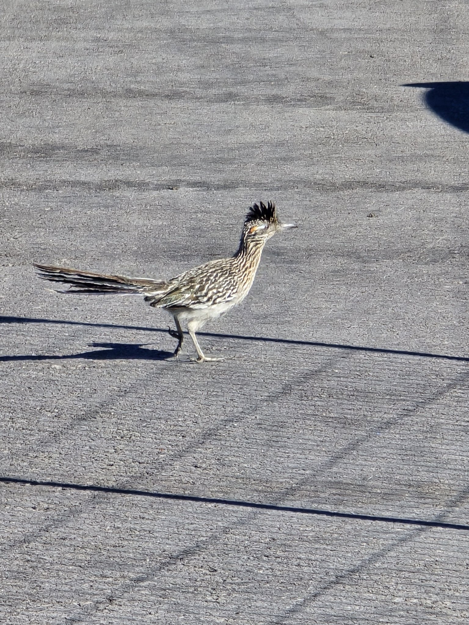Write a caption for this funny roadrunner photo! ? Joan Comito