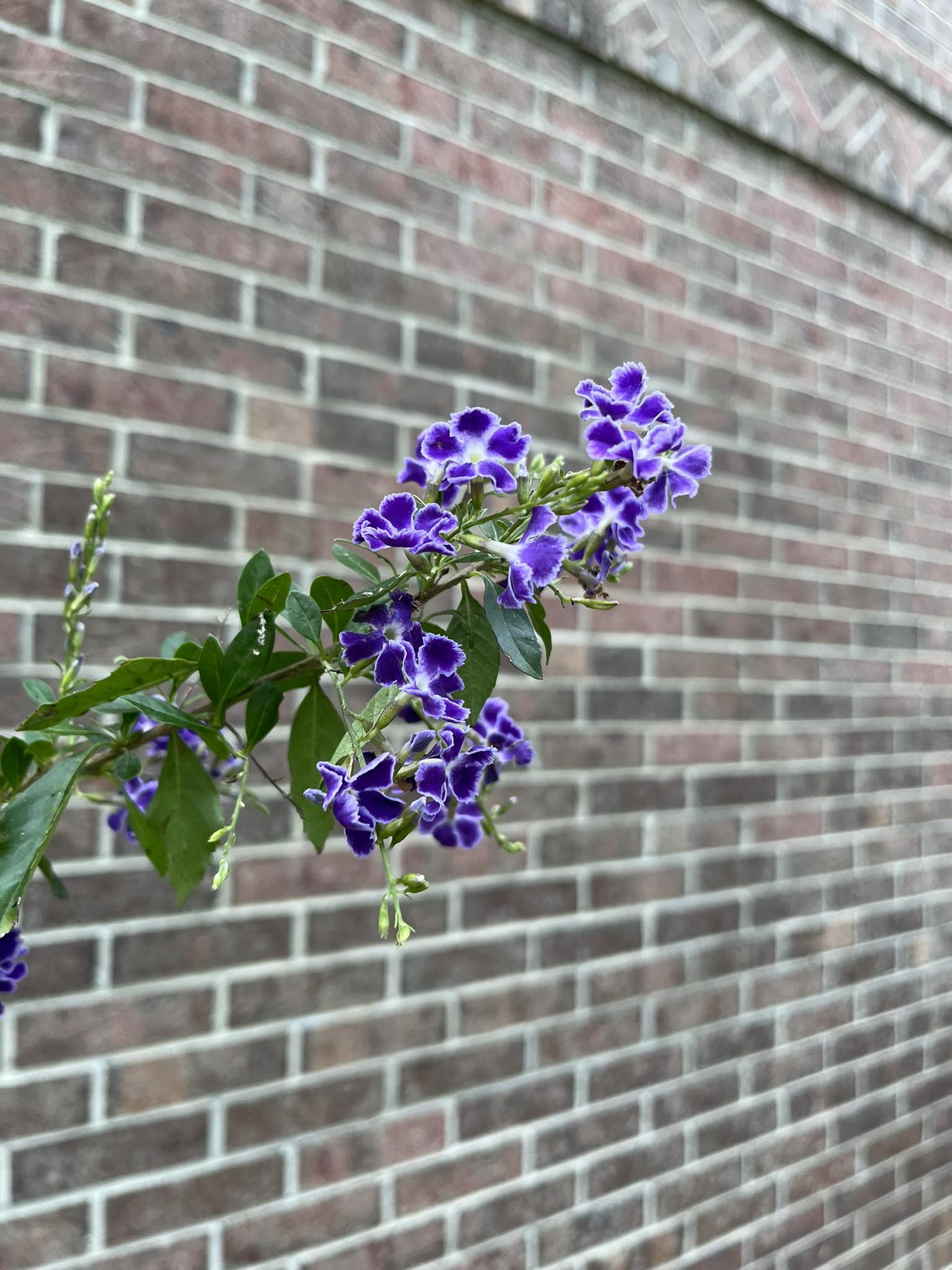 What is this unknown plant for 9a-10b zones?