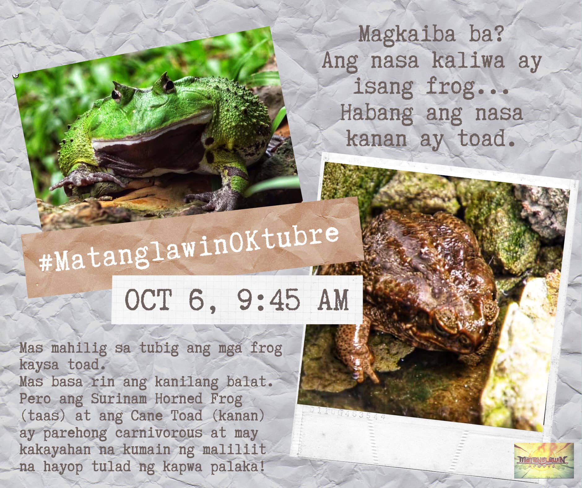 MatanglawinTV - Ang toad ay isang uri ng frog....