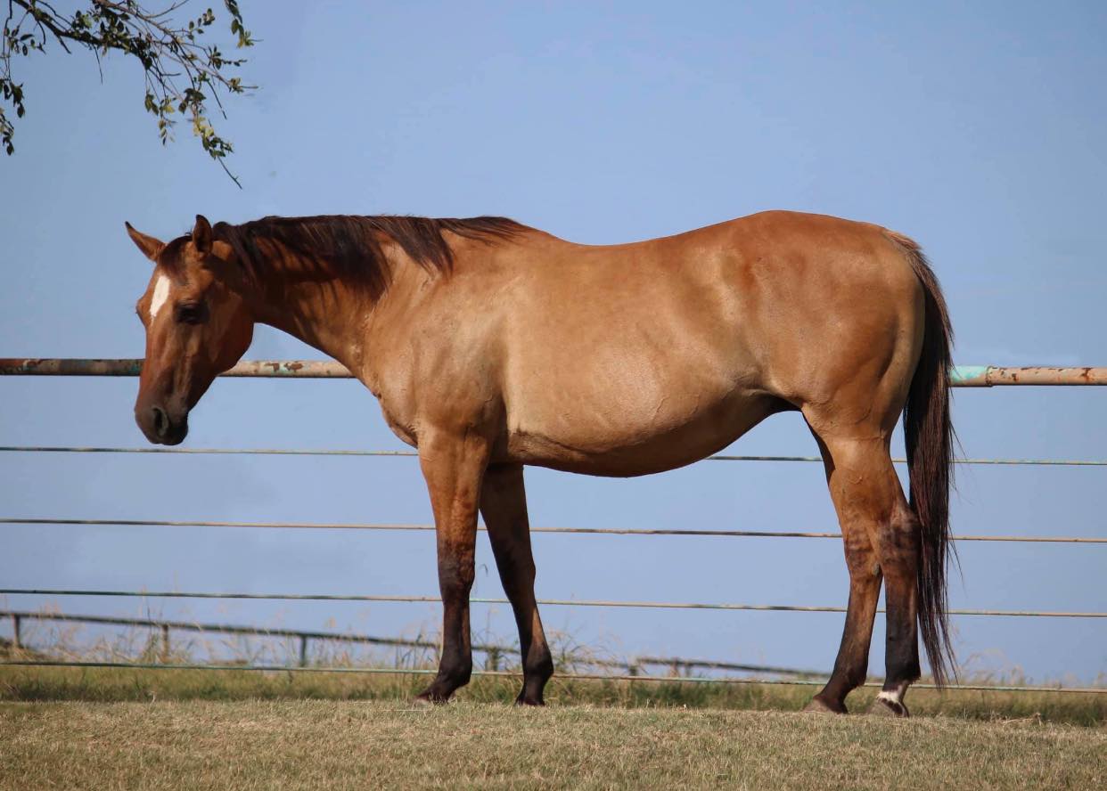 Cross Arrow Ranch | Loveland CO