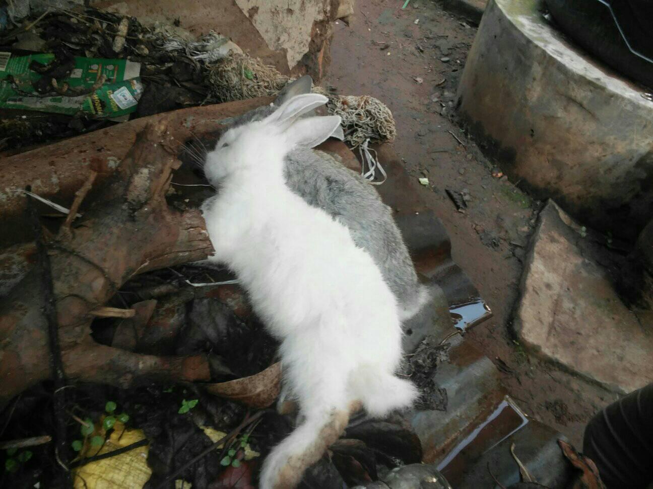 Exotic and Local Rabbits Farming ELRF