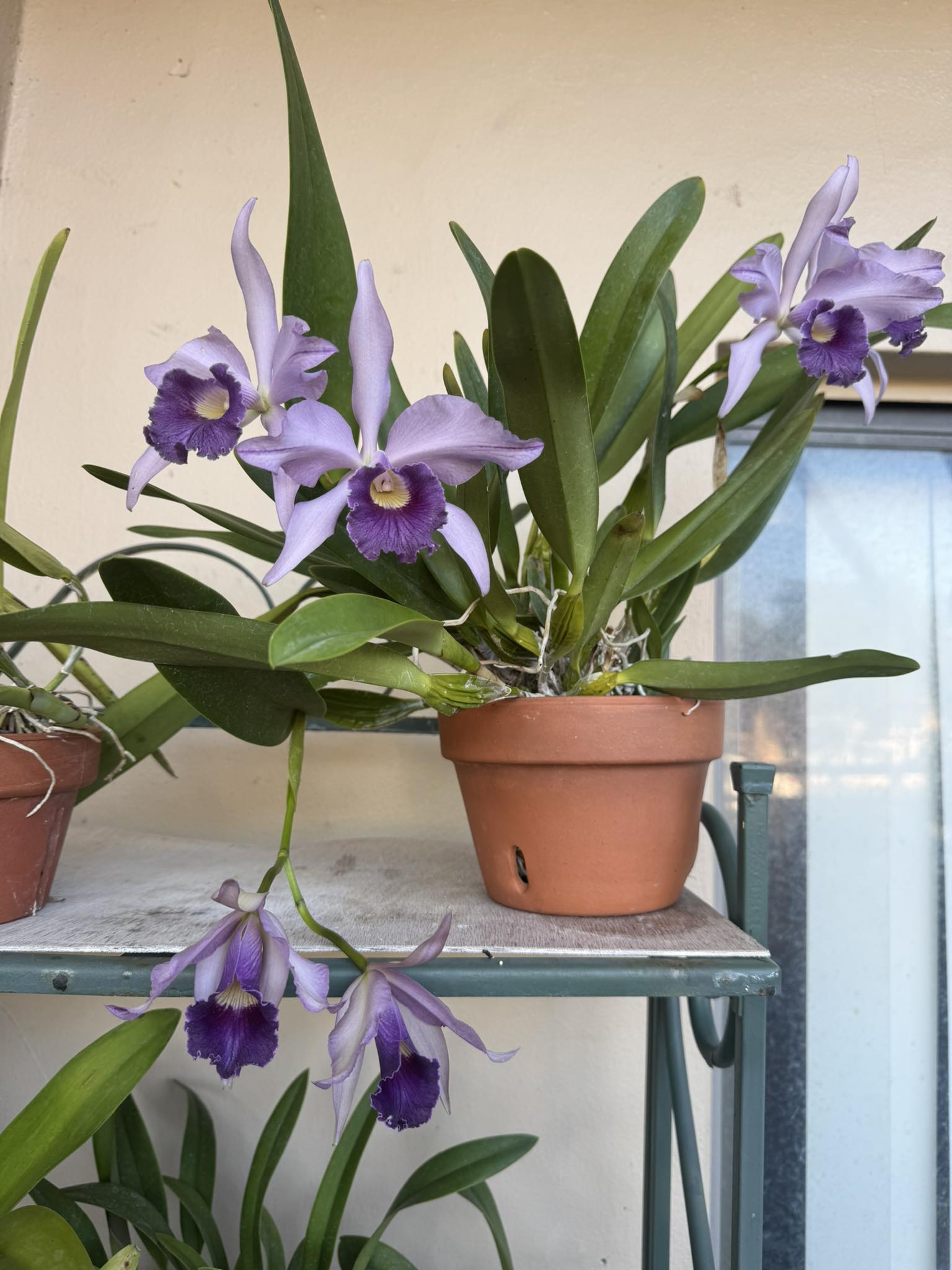 Catt Canhamiana, Azure Sky in bloom!!
