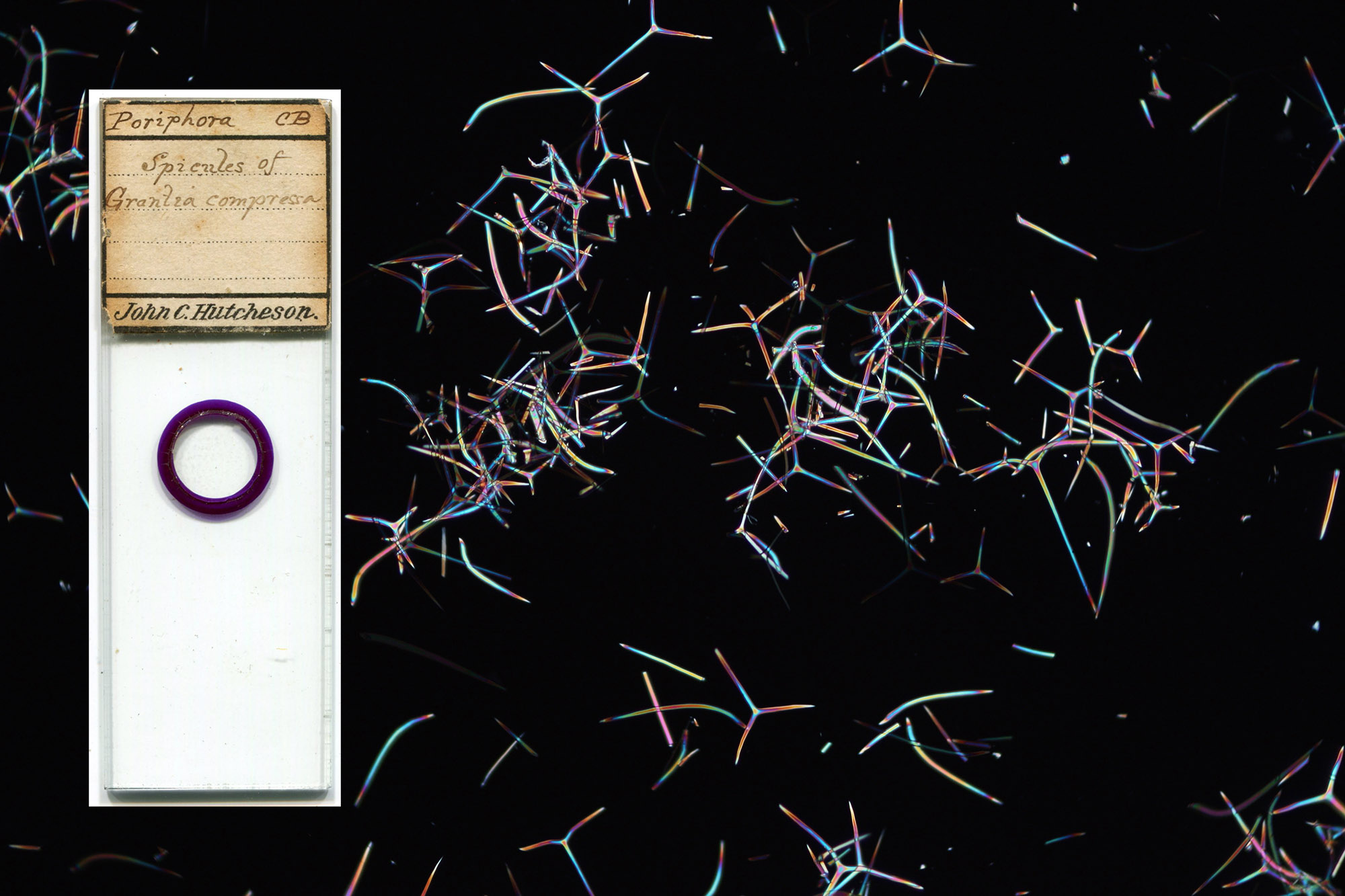 ca. 1875 microscope slide of... - History of Microscopy | Facebook