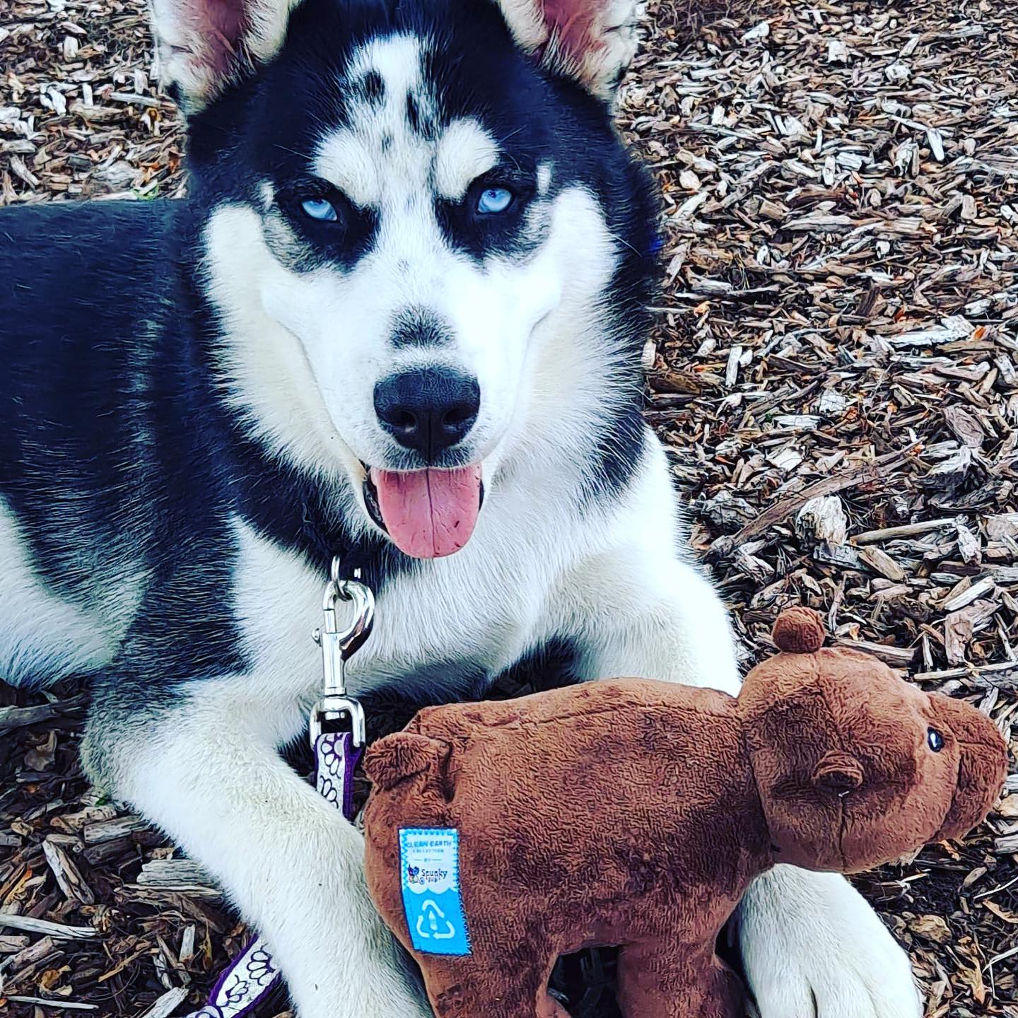 Hell Hounds Den - Confessions of a Husky 🐺 As a puppy I was so cute and ...