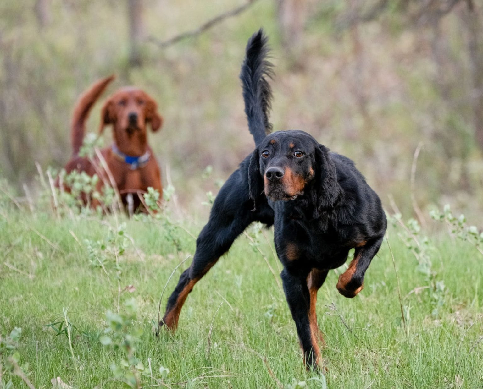 TarTan GSC and Irish Setter Club of NE Spring Hunt Tests