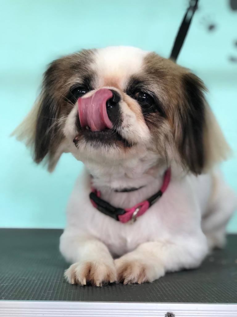 Woof N Wash