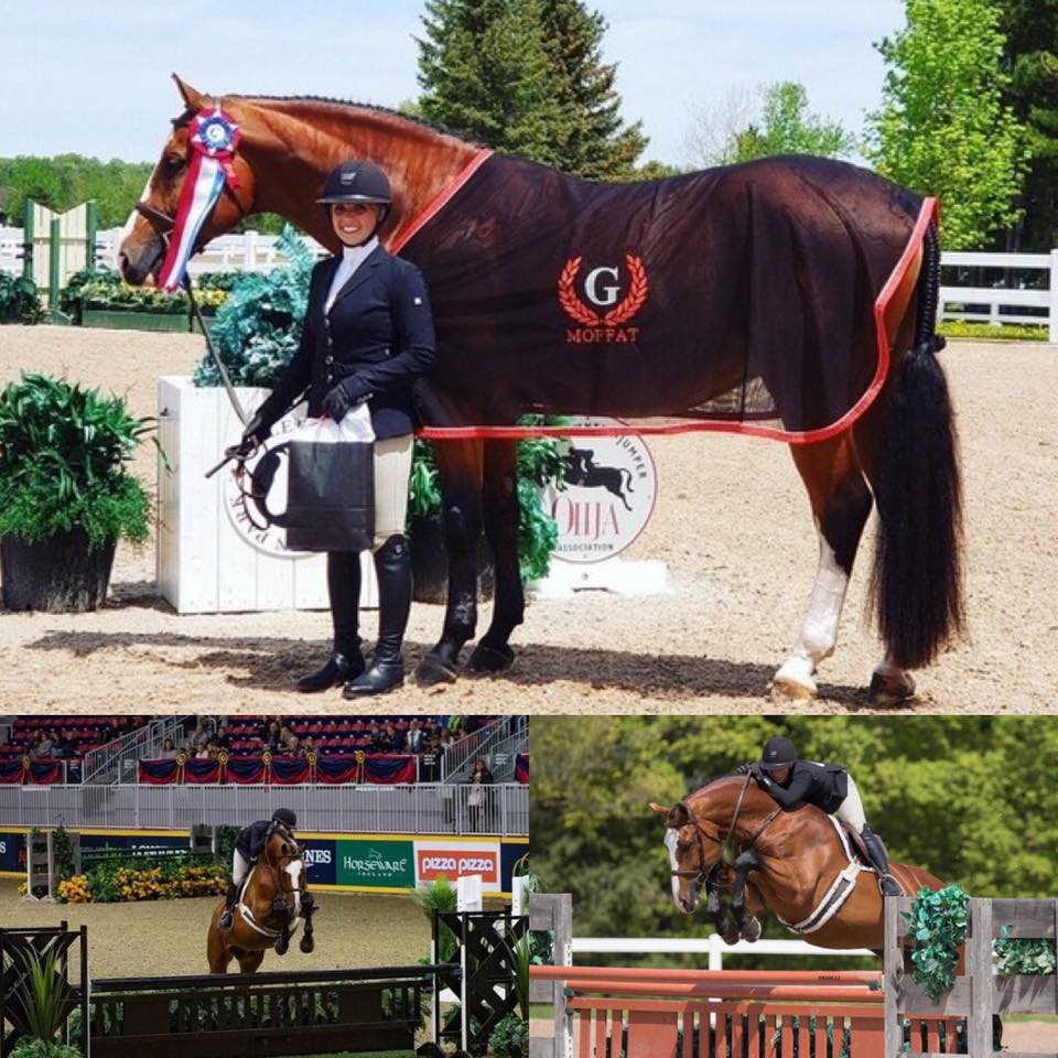 CSHA Stallion Auction 2020 - Ritz Carlton Hunter Stallion | Facebook
