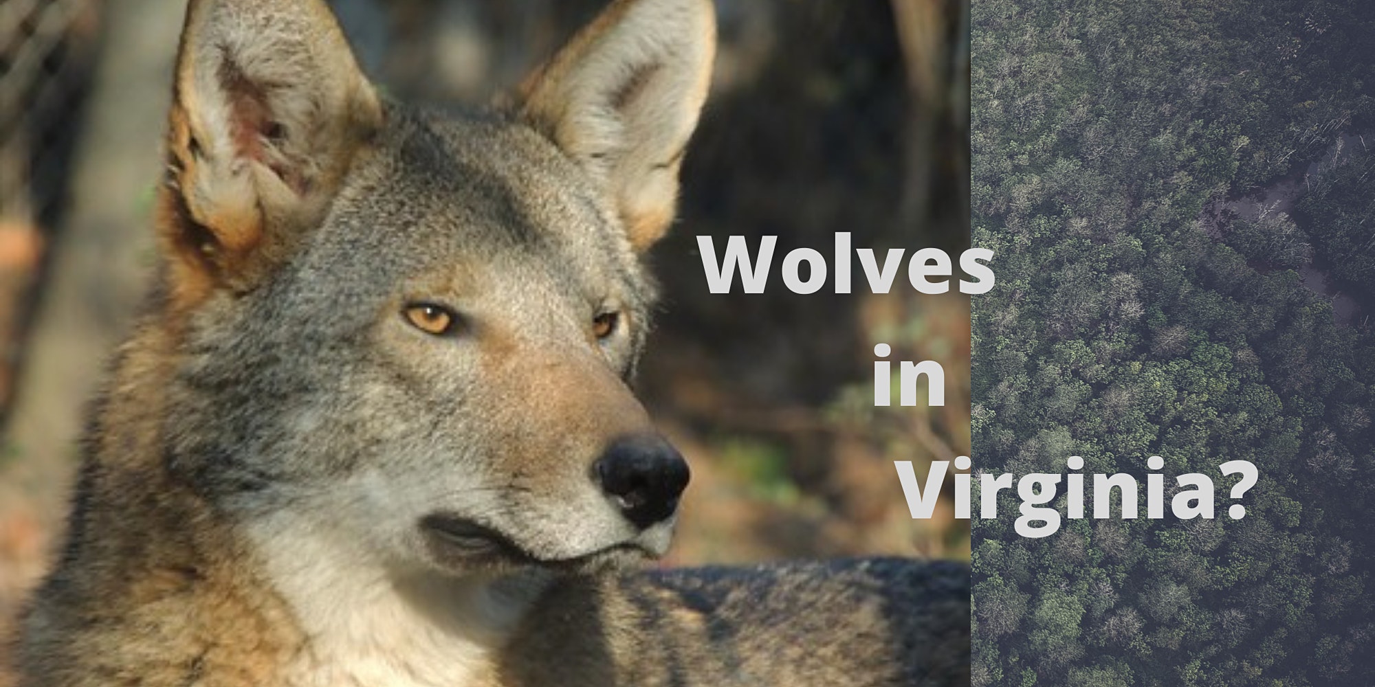 Wolves in Virginia?