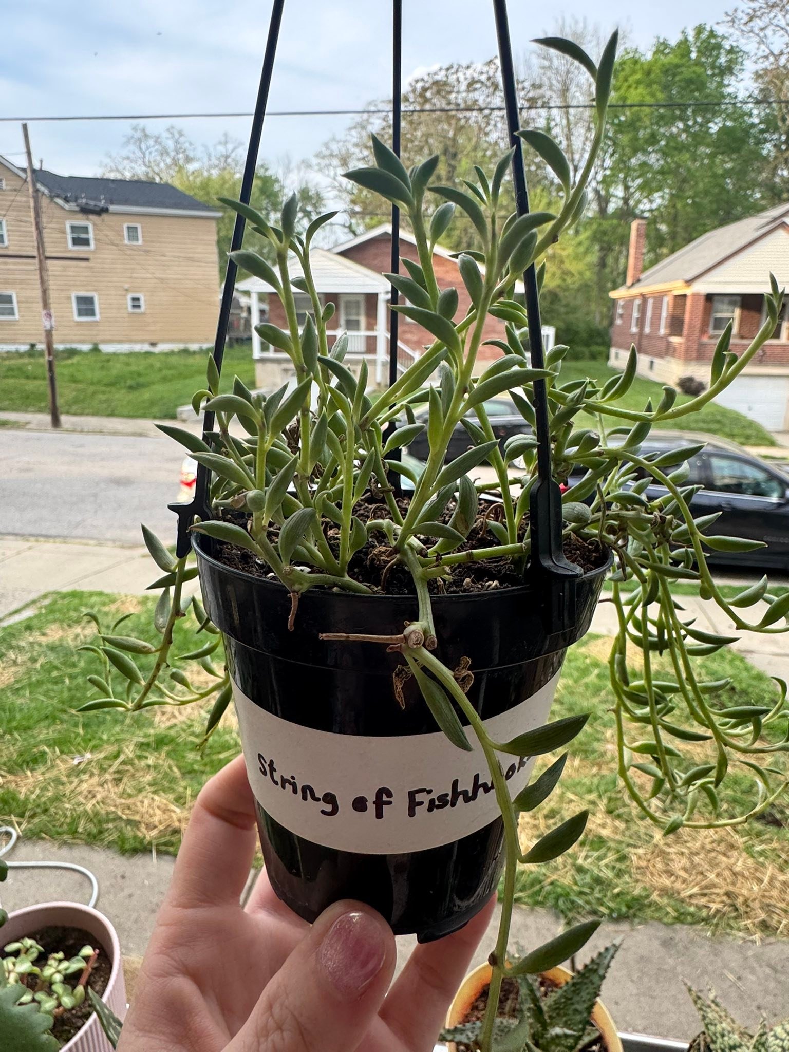difference between string of bananas and fish hooks Bundle of String of Fishhooks Succulent Cuttings  OMG Asheville Hi, advice please, Is 'String