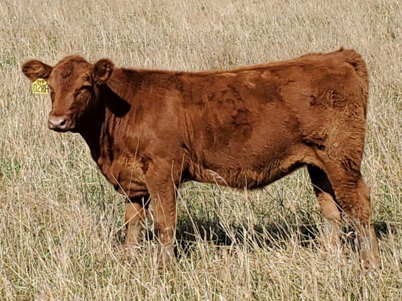 A pair of outstanding GOLD... - Trickle Creek Ranch Red Angus