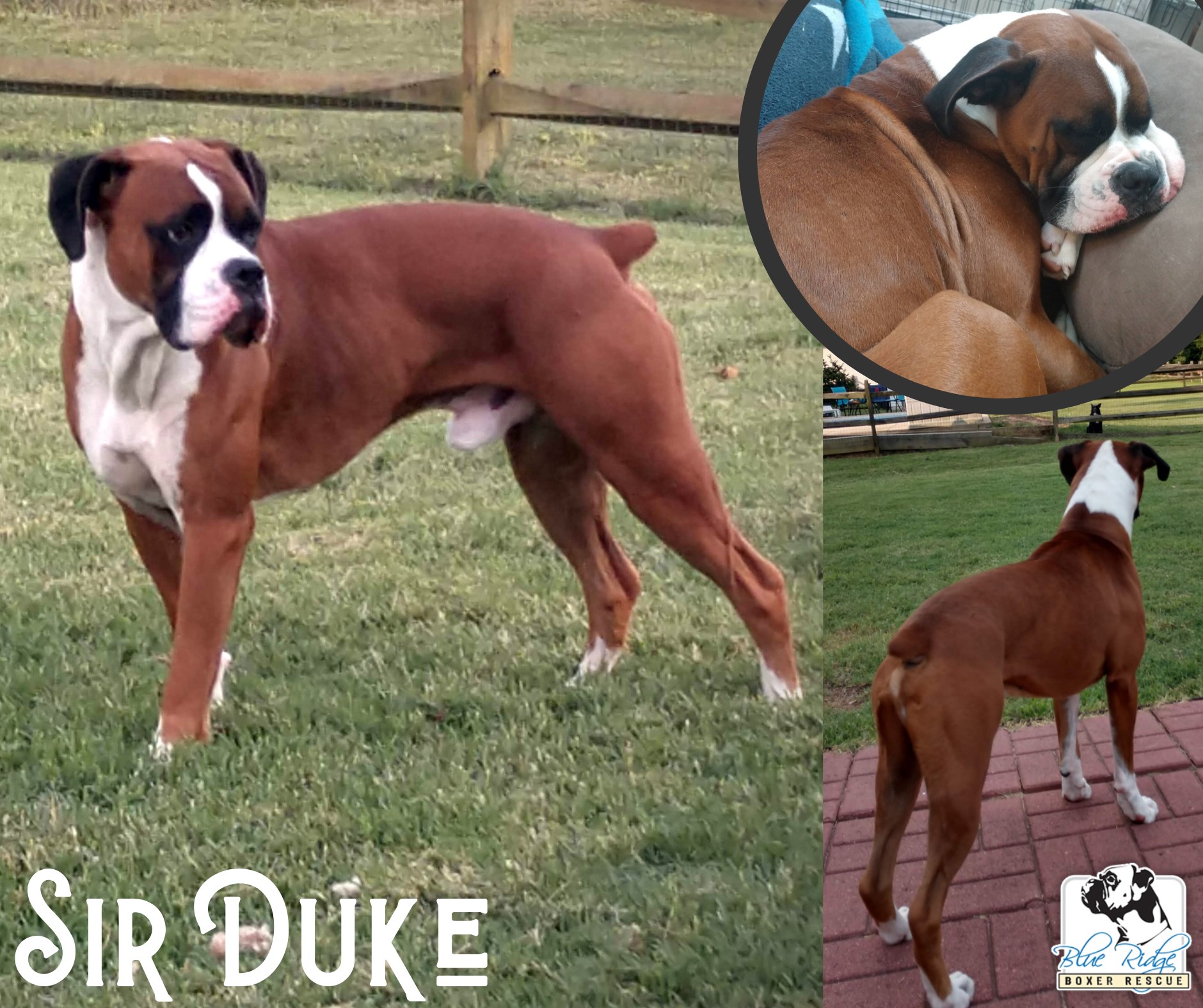 It’s #ManCrushMonday and we are... - Blue Ridge Boxer Rescue