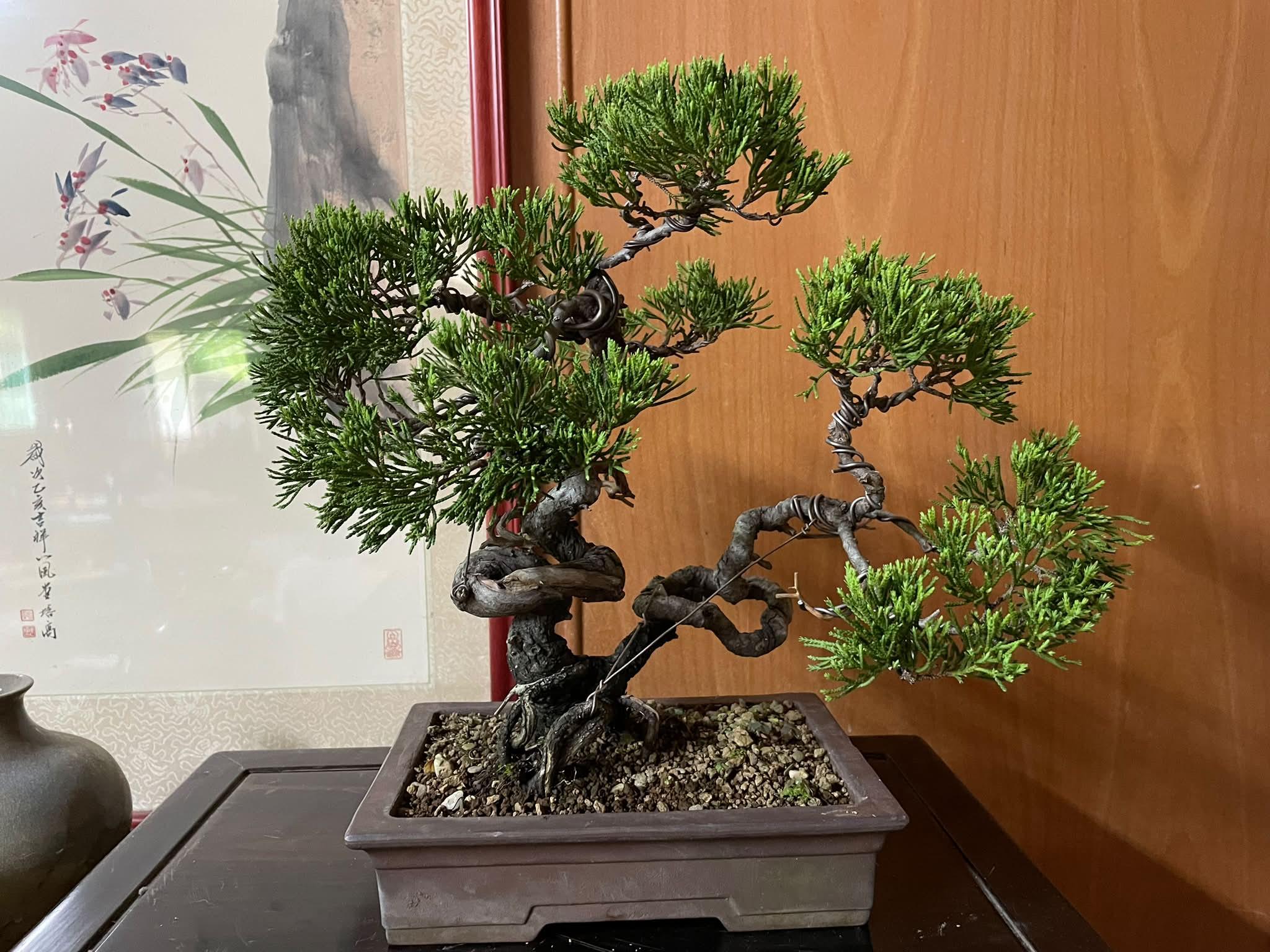 真柏（雙幹）