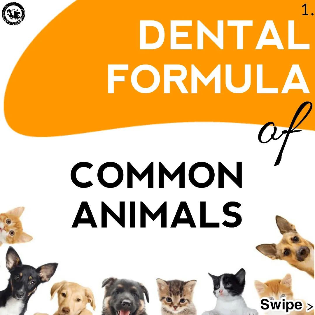 VET VIKAS - Dental formulas of common animals #veterinary...