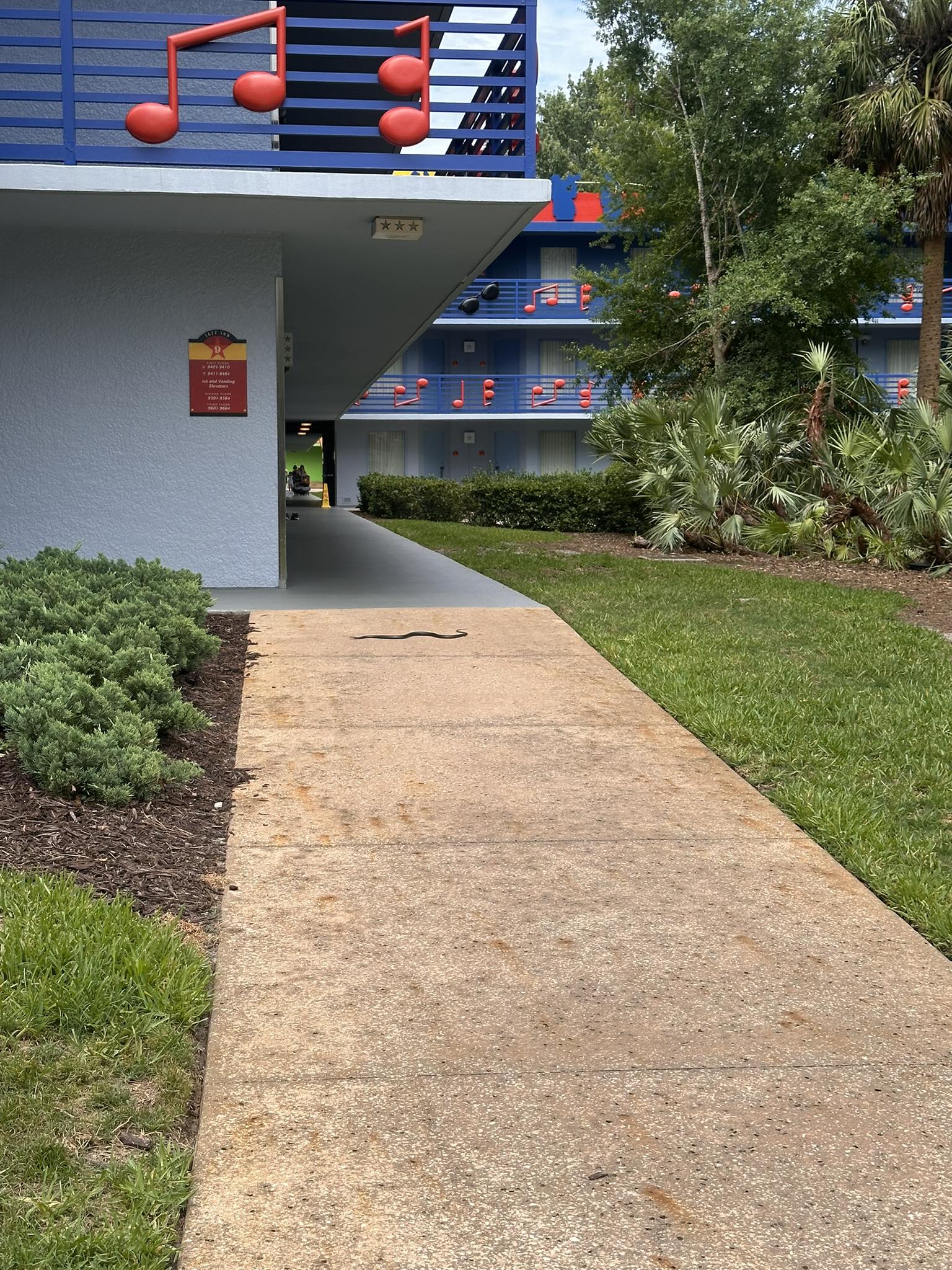 Rat snake spotted near Jaz building pool