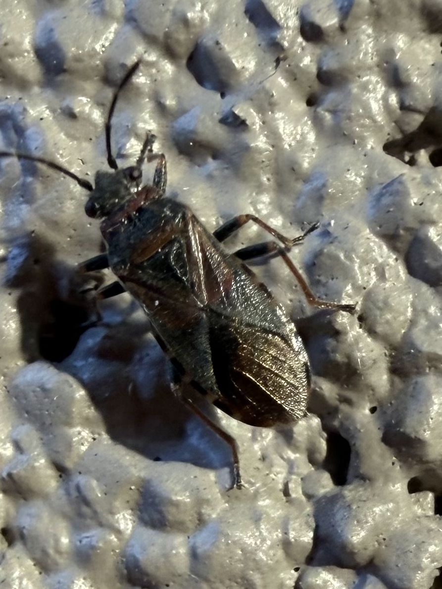 What insect is this inside my home in Incline Village?