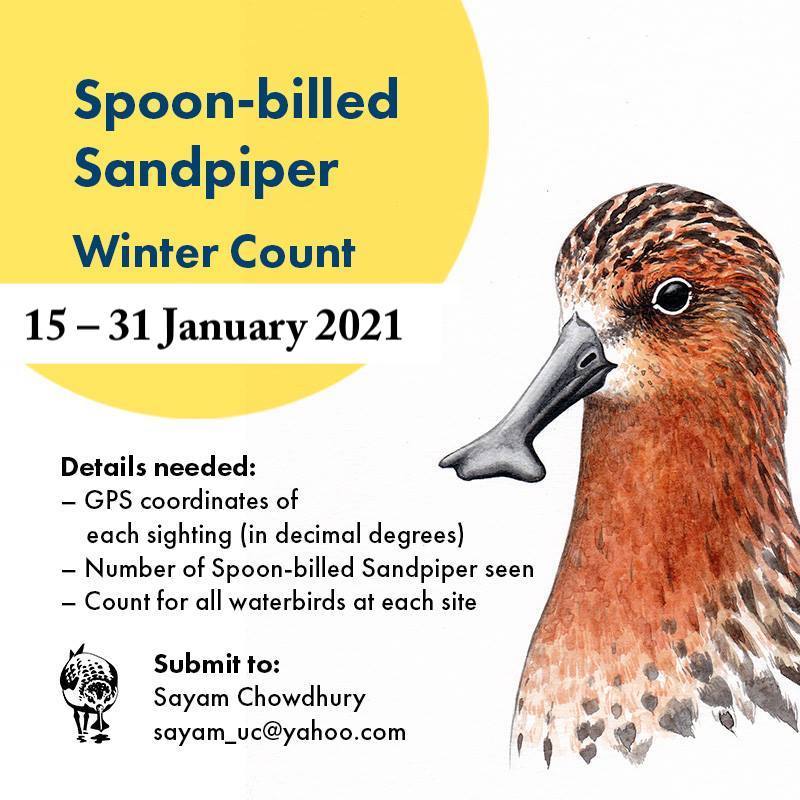 Like previous years we... - Spoon-billed Sandpiper Task Force