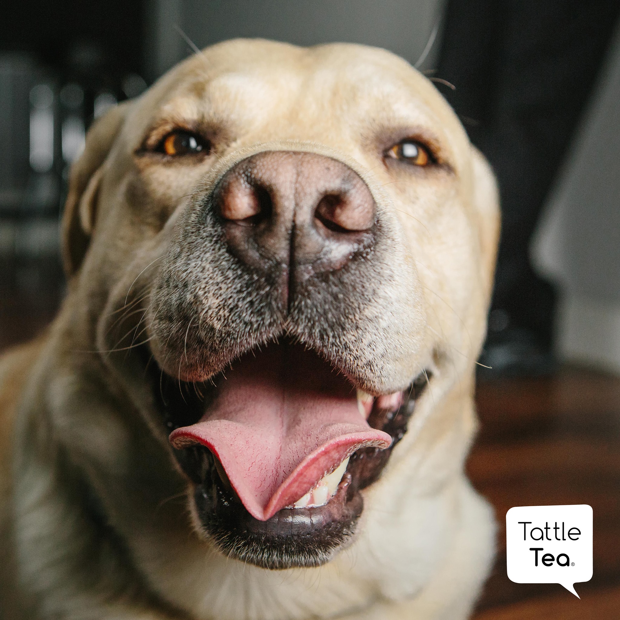 Tattle Tea