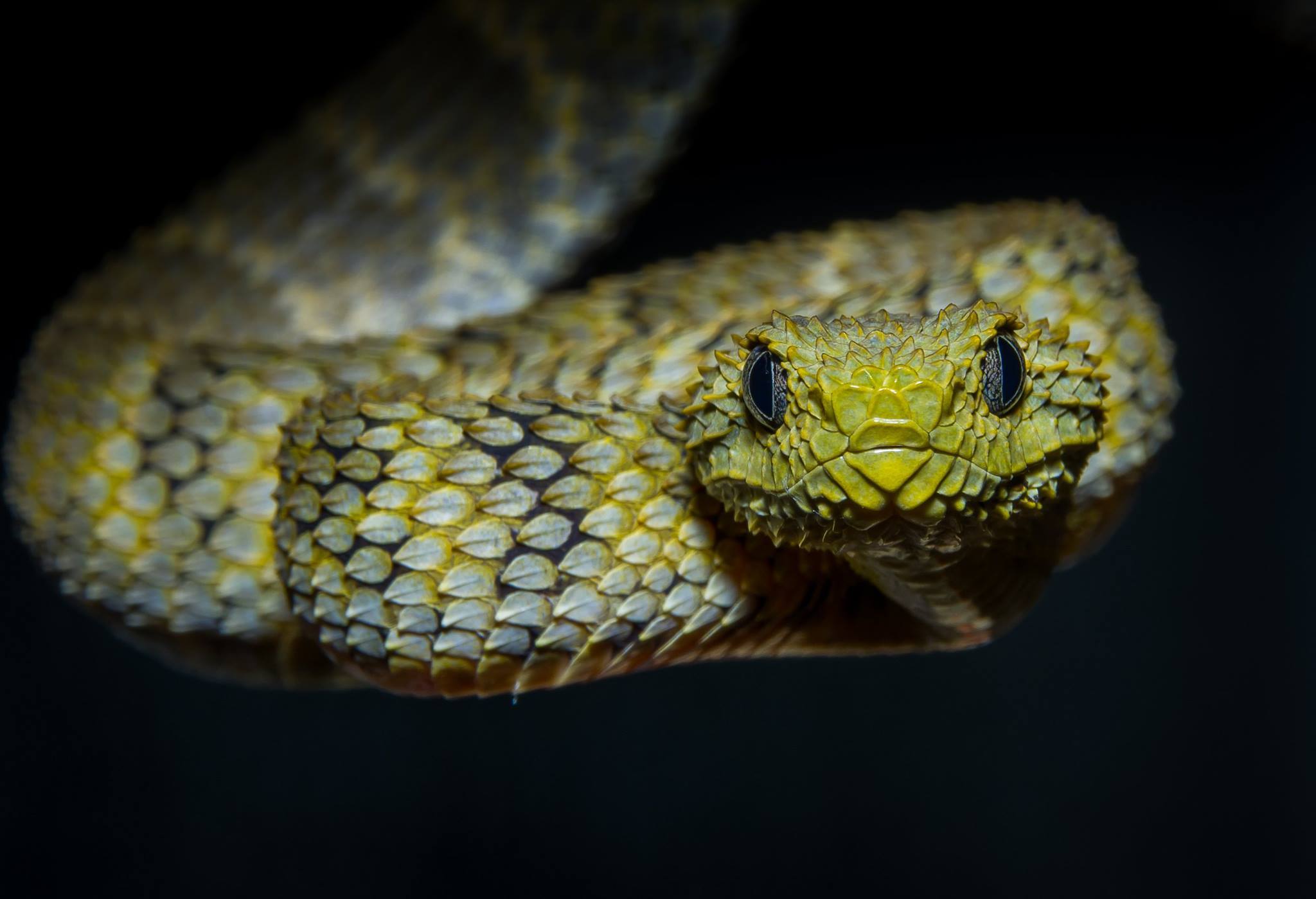 Zoology Photography