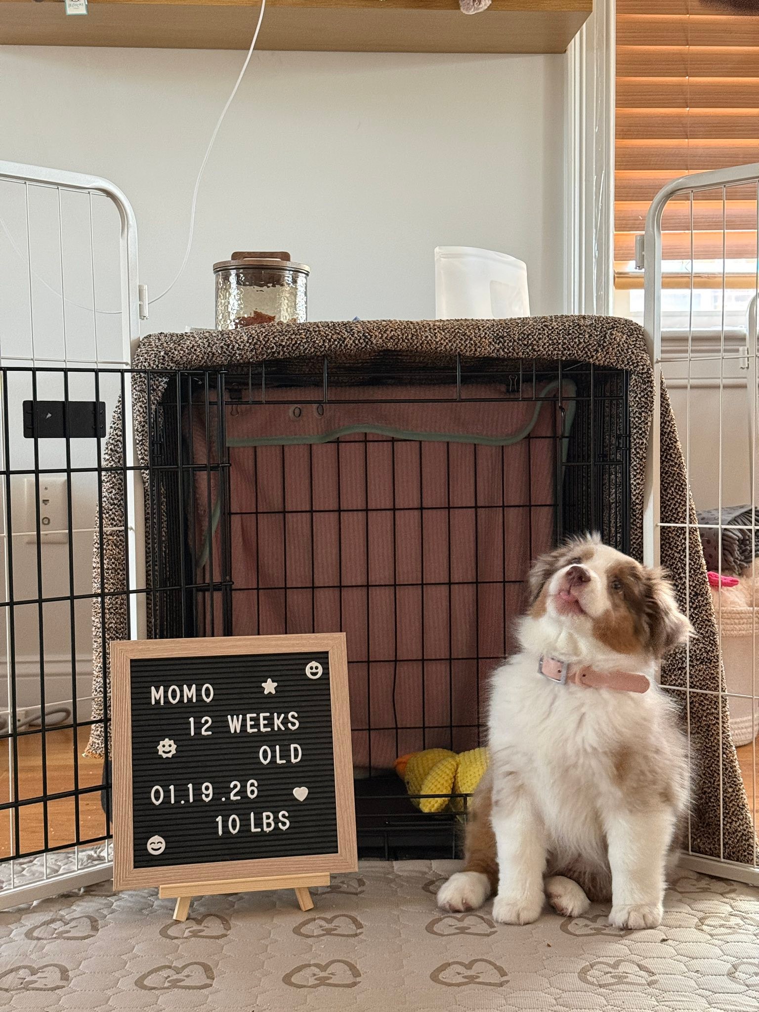 Momo (Nirvana/Henry) is officially 12 weeks old | Facebook