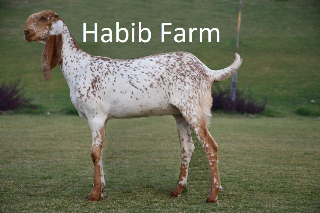 HABIB FARM | Multan