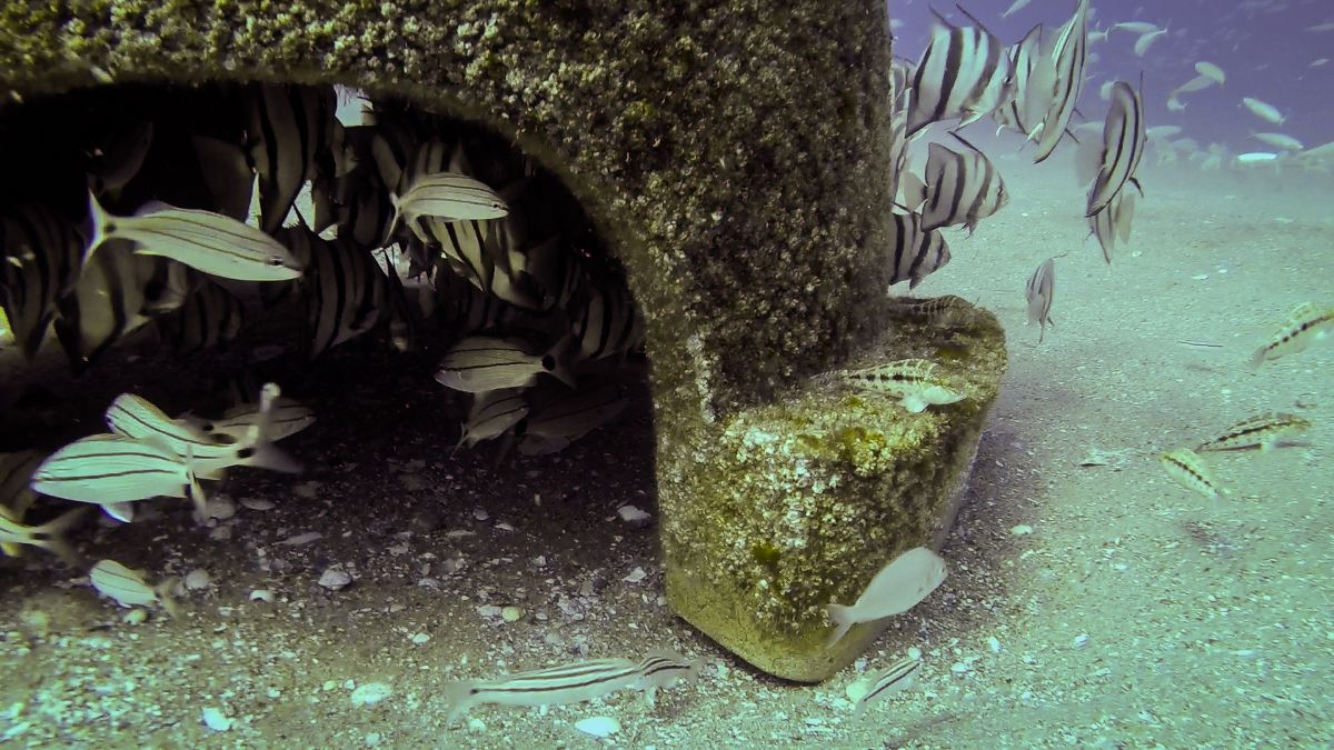 Fish Reef Project