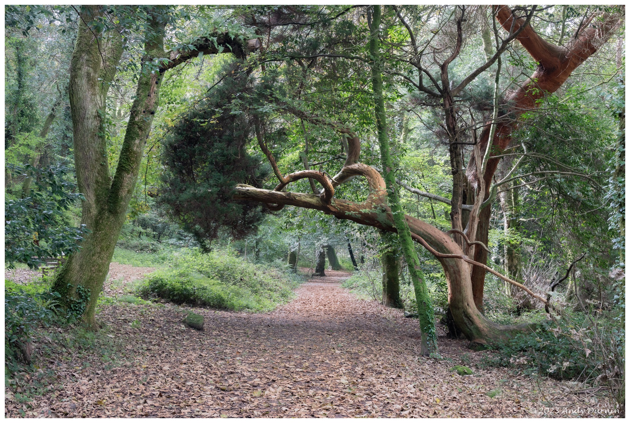 Andy - What is this tree? The bowing tree that greets you at Luxulyan ...